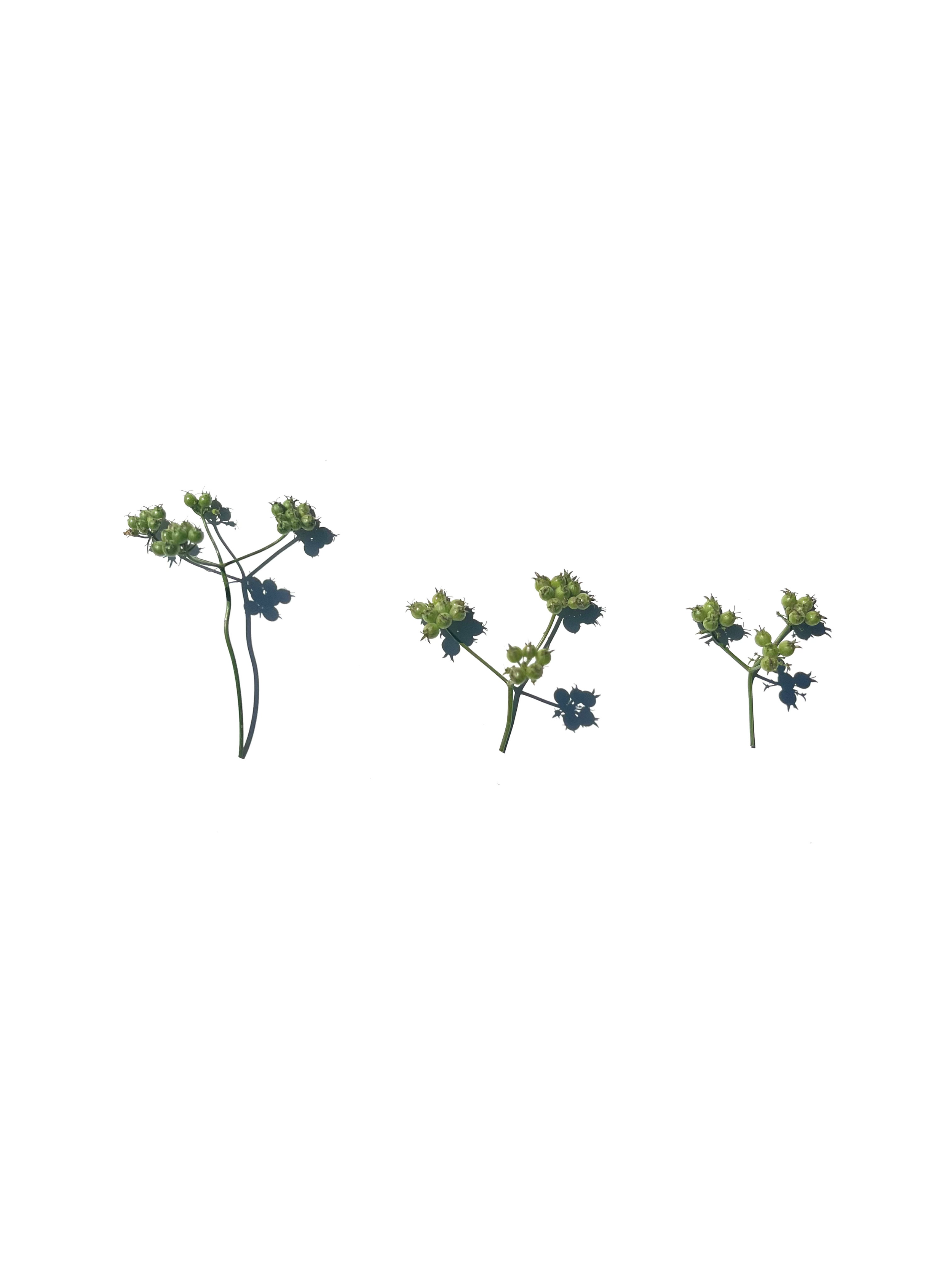 coriander berries