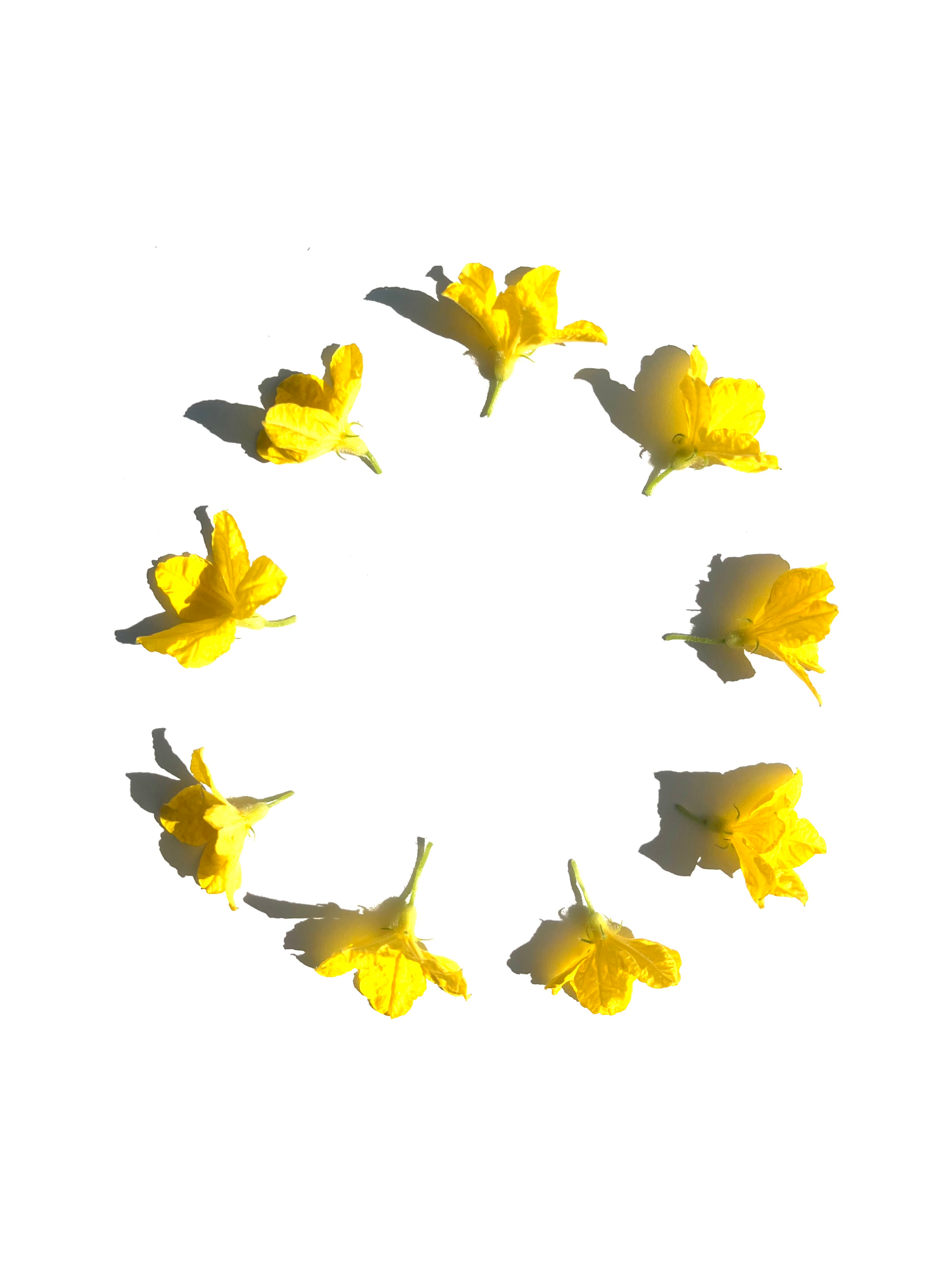 cucumber flower