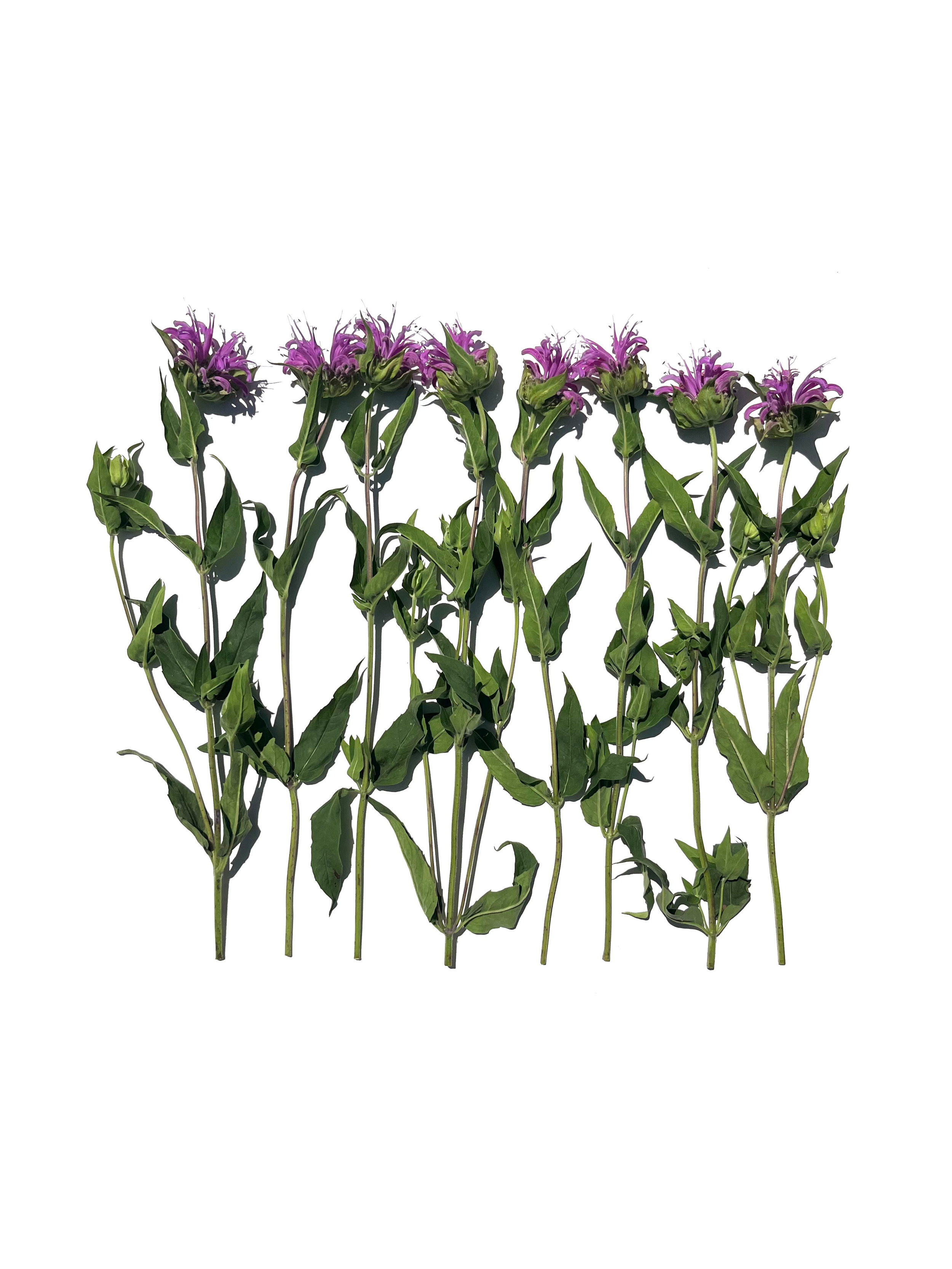 wild oregano