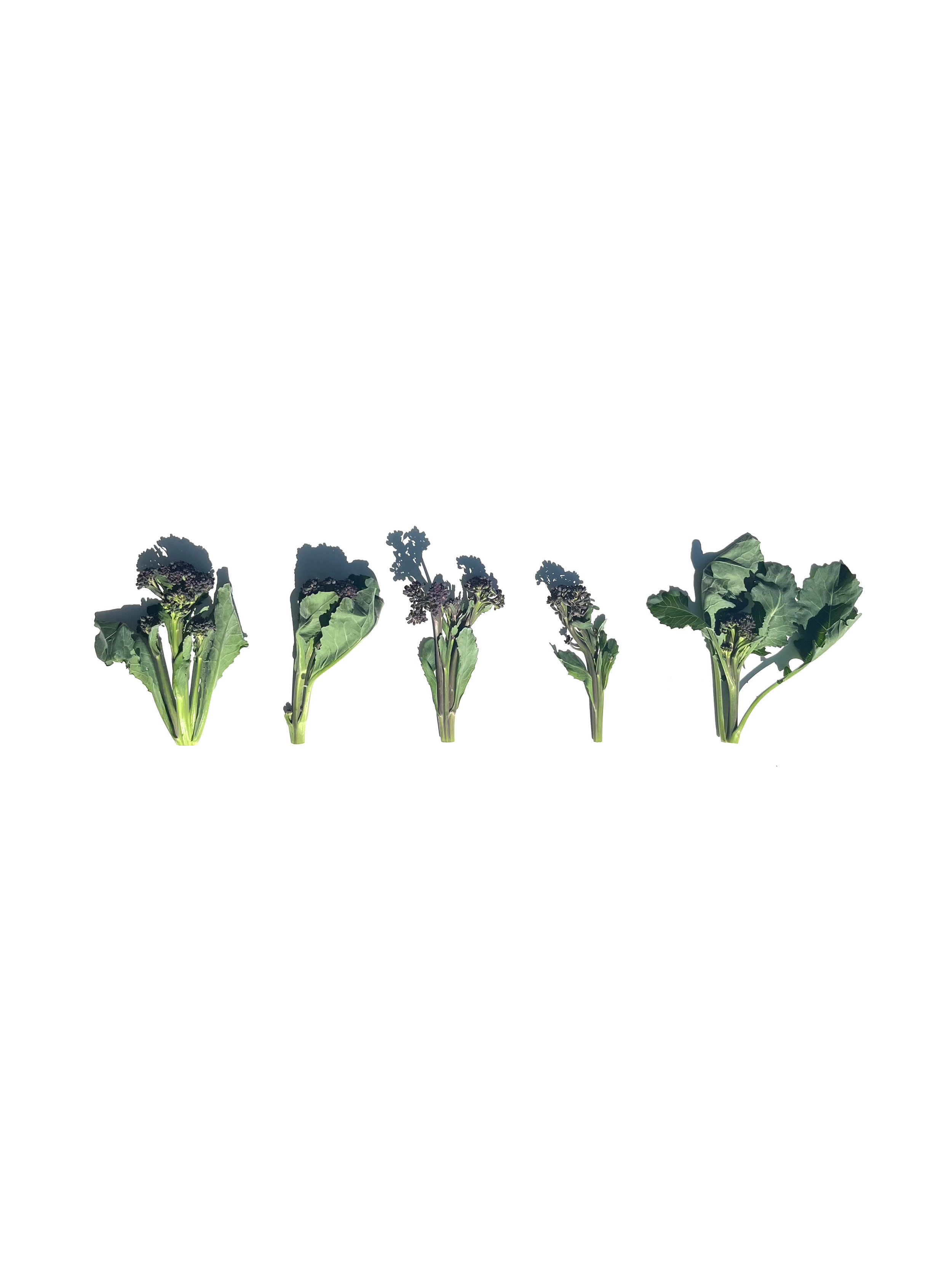 purple sprouting broccolini