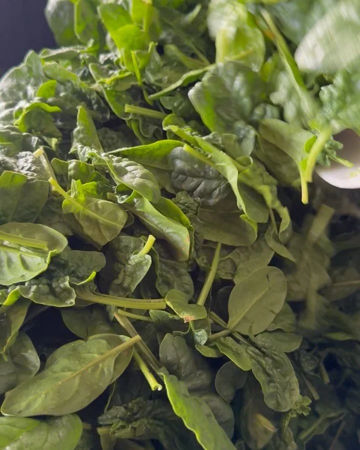 Definitely one of my favorite crops of the year. This overwintered bloomsdale spinach is a pure delight. Cold exposure creates a sugar level that frequently evokes exultations of its candy-like sweetness. The savoyed leaves have a structural integrit