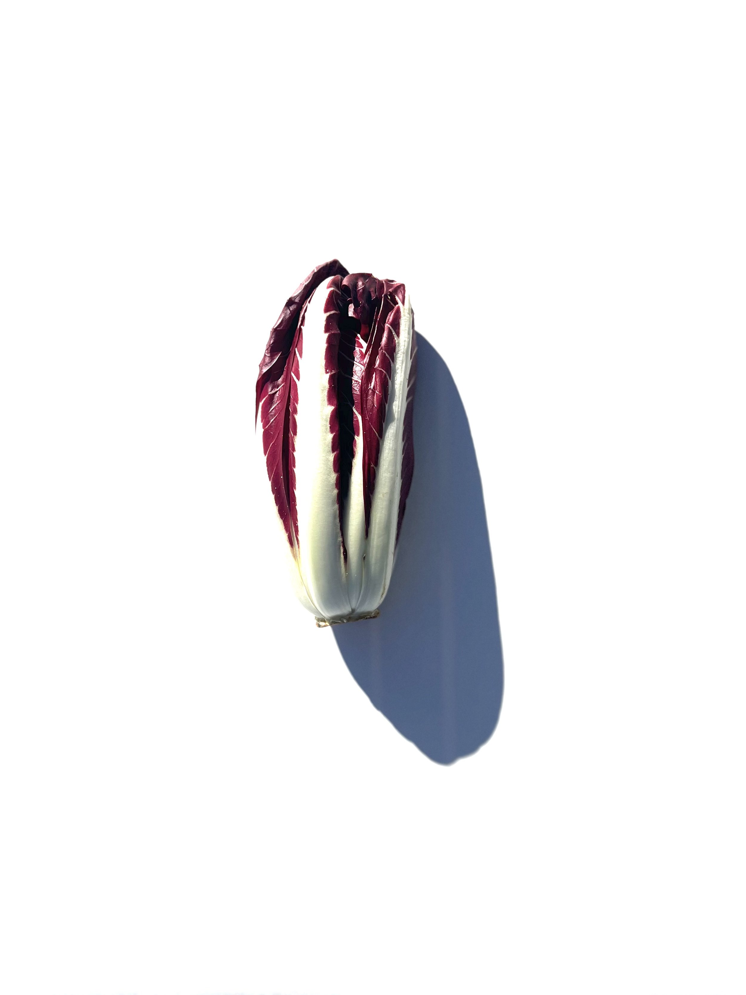 treviso chicory