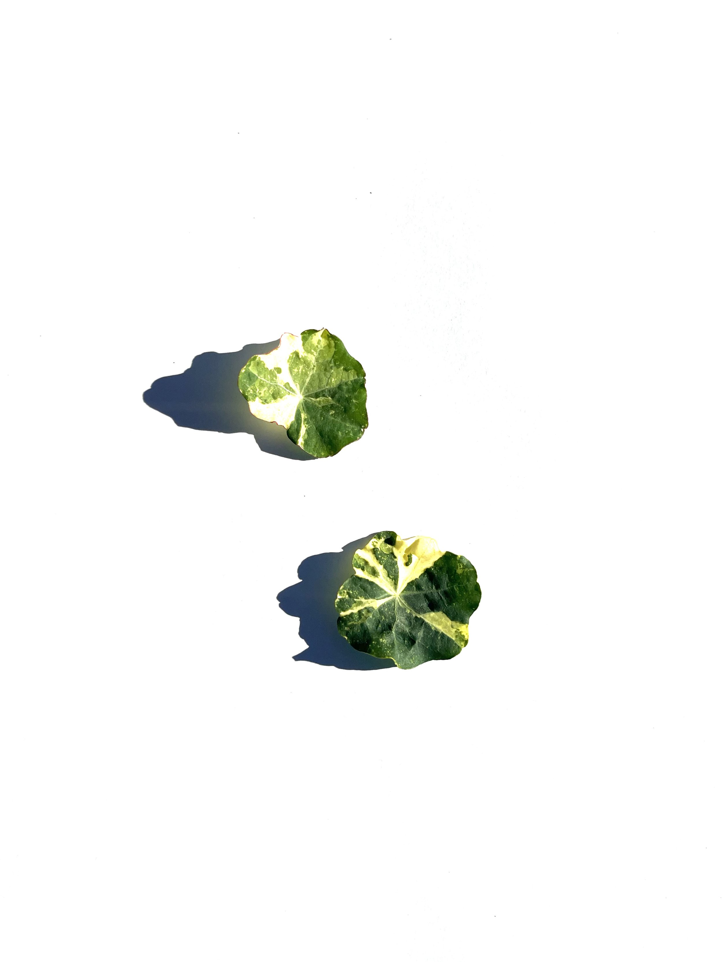 nasturtium leaf