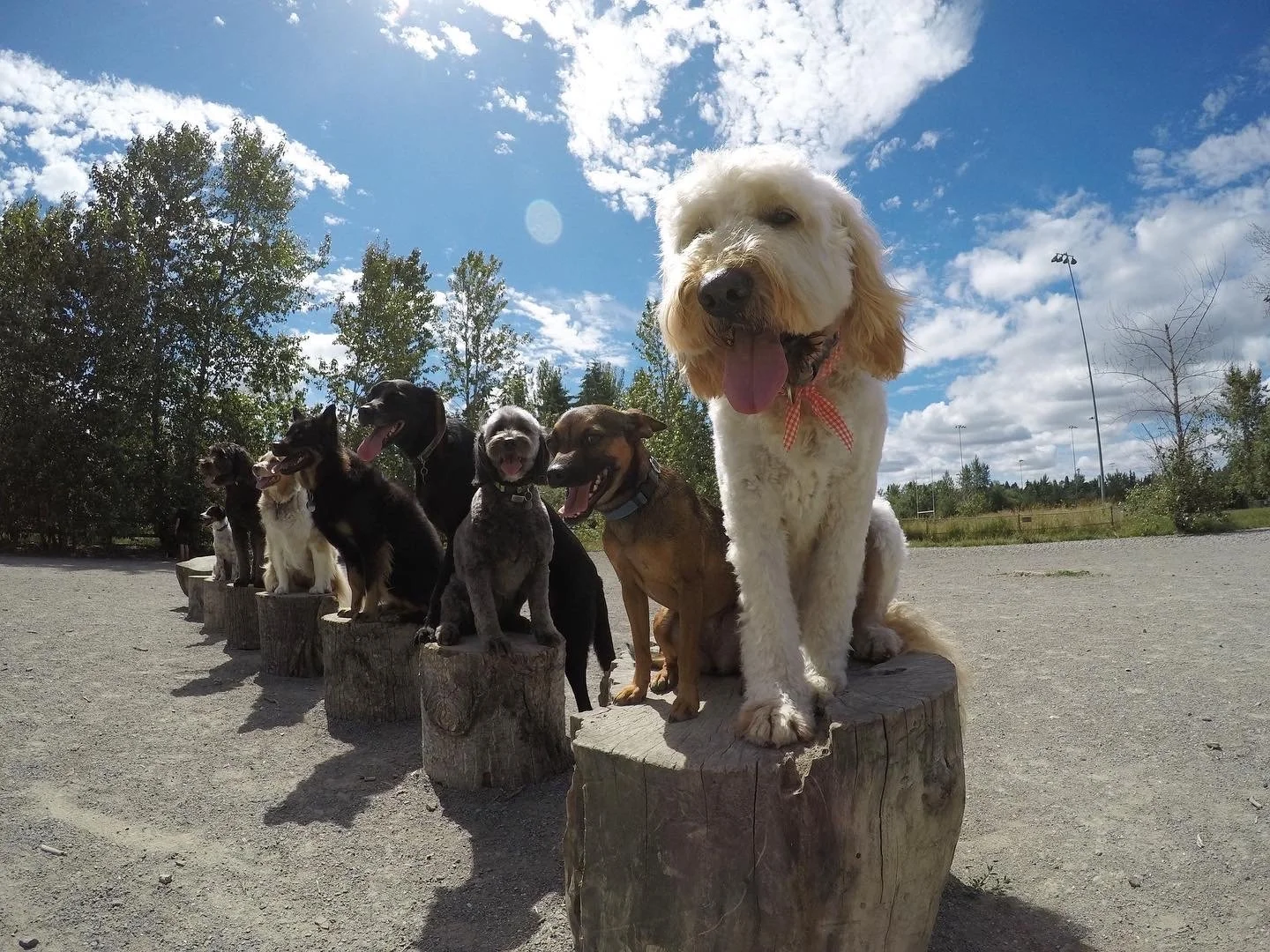 A group of eight dogs sitting on logs outdoors under a blue sky with white clouds, surrounded by trees.