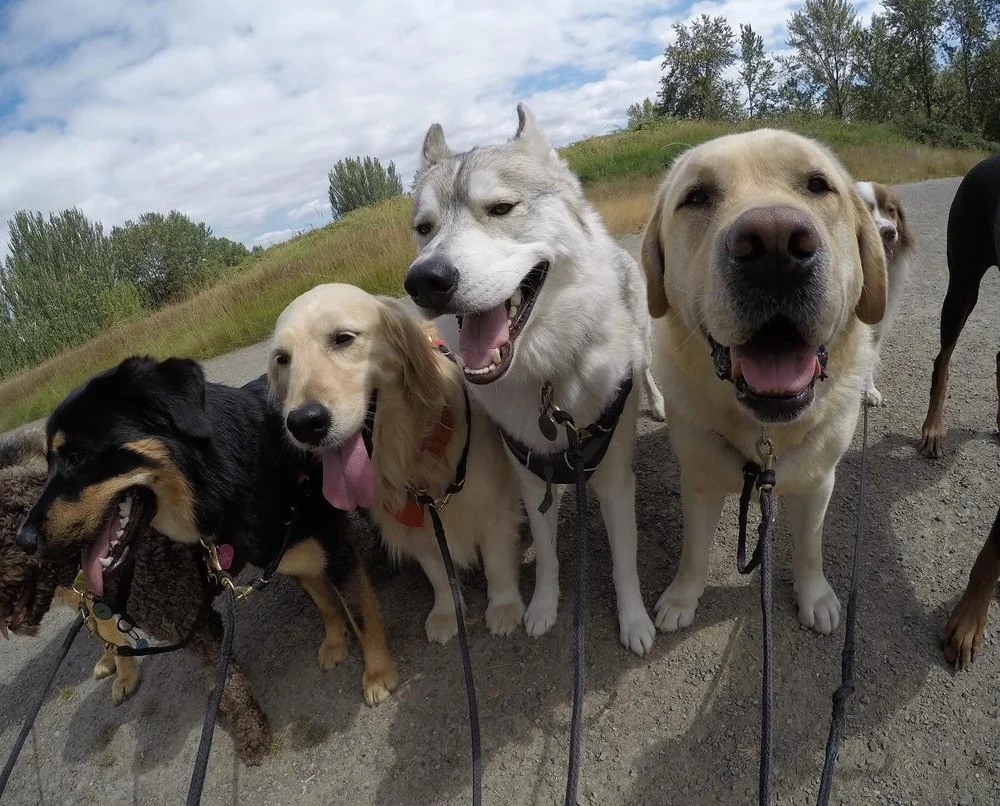 Four dogs, including a black and tan dachshund, two golden retrievers, and a husky, standing on a dirt path outdoors with a grassy hill and trees in the background.