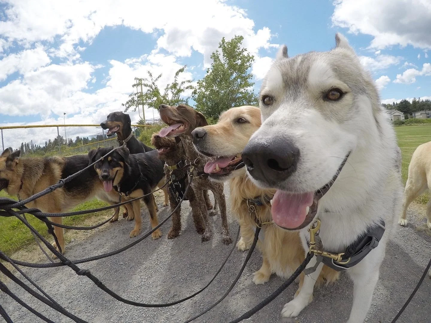 Close-up of a group of dogs, including a Siberian Husky, Huskies, and retrievers, standing on a dirt path outdoors on a partly cloudy day.