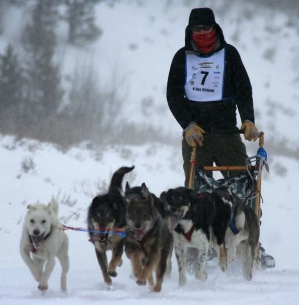 Person in winter clothing and face covering dog sledding with a team of sled dogs in snowy landscape.