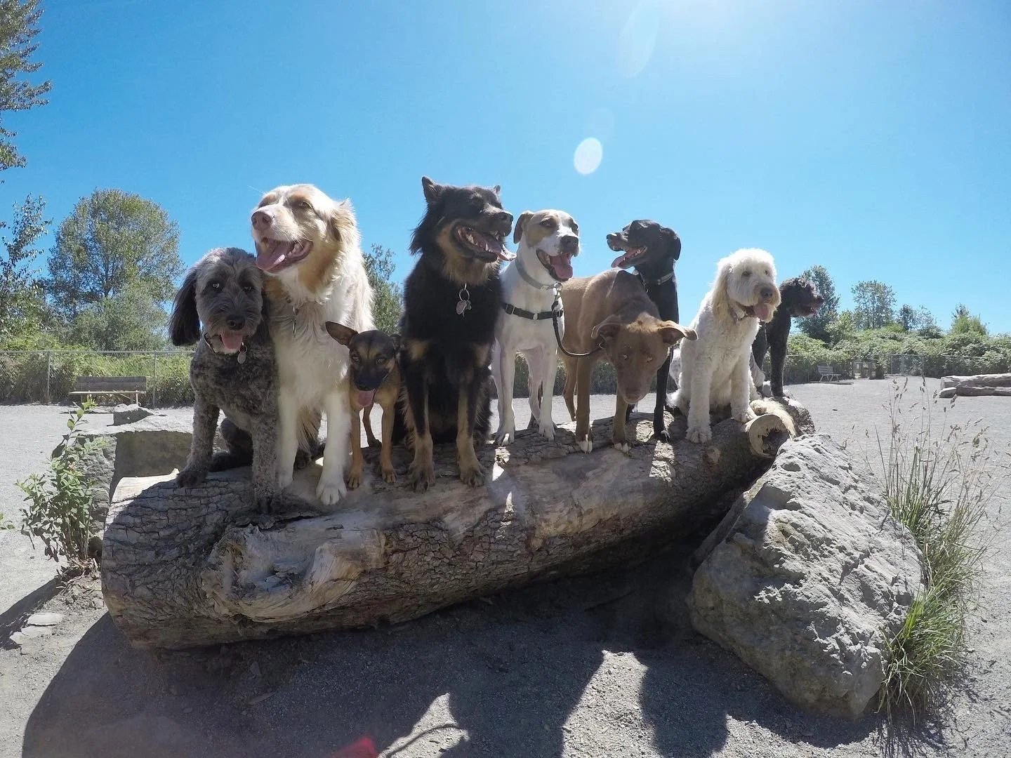 Group of ten dogs standing on a large fallen log outdoors on a sunny day