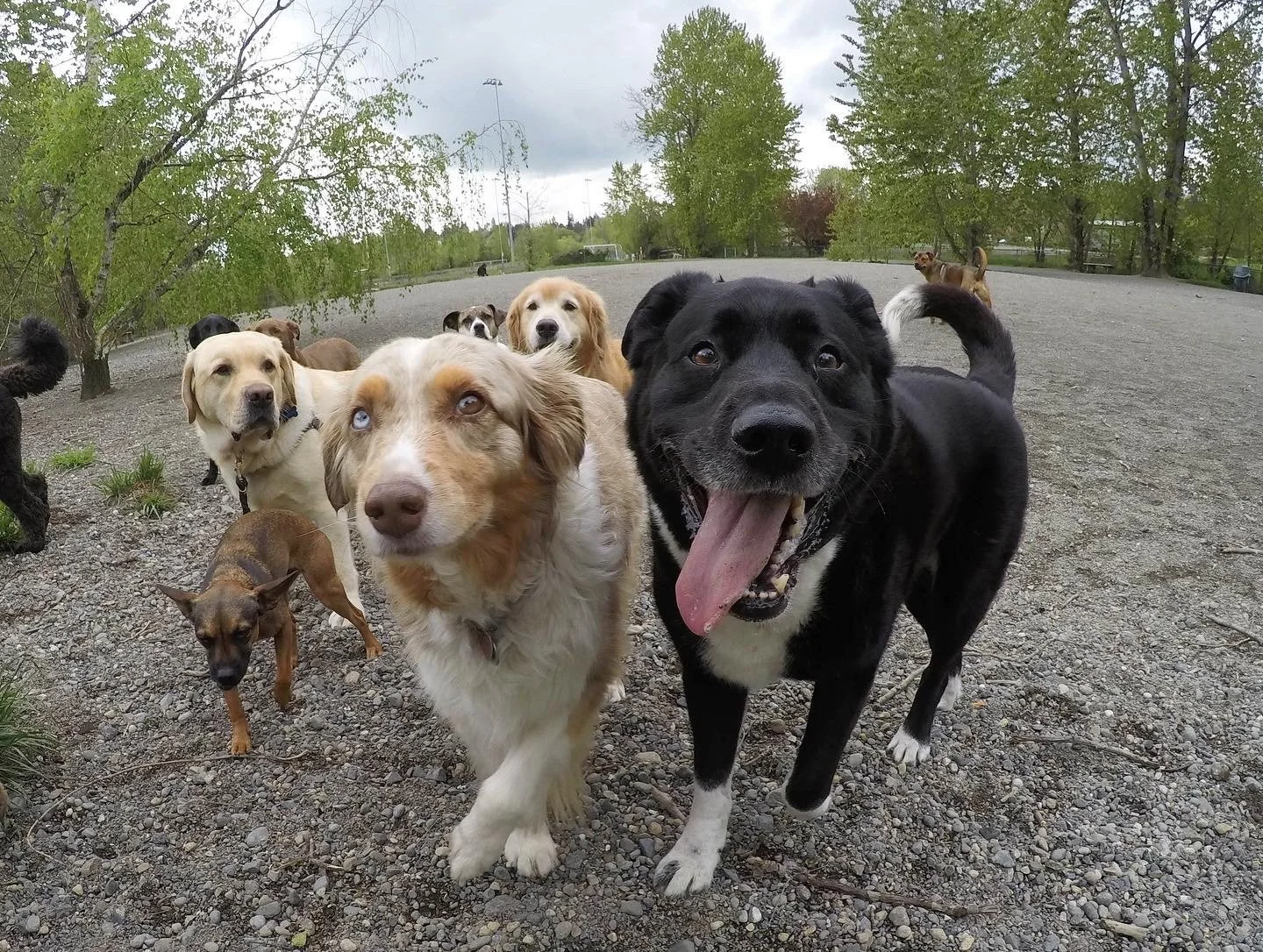 Group of multiple dogs of various breeds and sizes on a gravel field, with trees and cloudy sky in the background