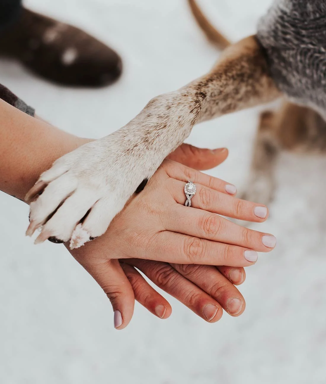  Verlobung mit Hund – Hände eines Paares mit Verlobungsring halten liebevoll eine Pfote, Symbol für Tierliebe am Hochzeitstag.
