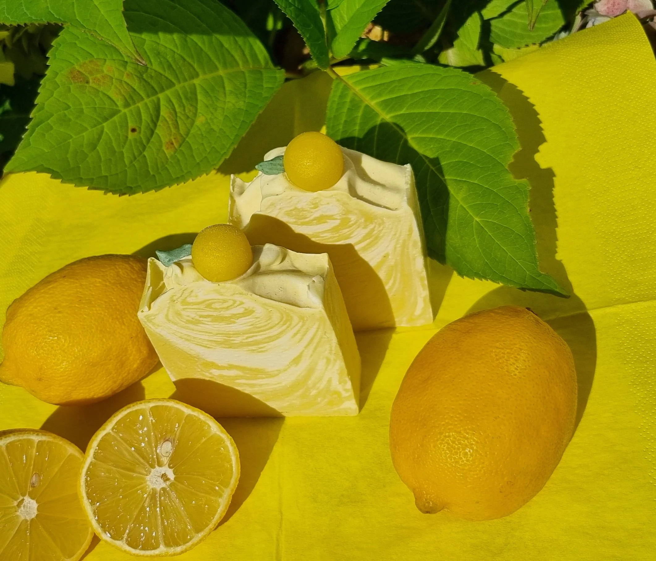 Citronvisp good photo.jpg