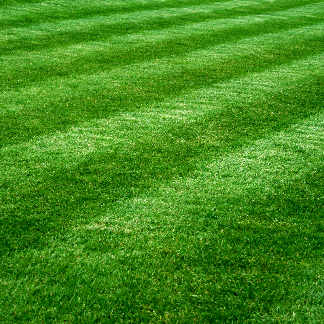 Commercial Lawn Fertilization Garland TX