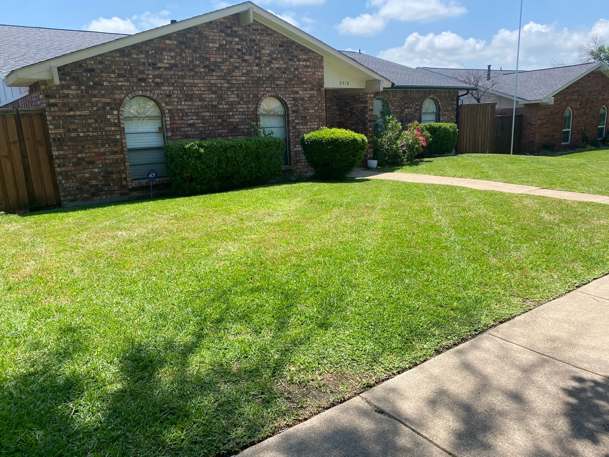 After photo showing denser turf and vibrant new lawn growth in Garland, TX following early spring overseeding.