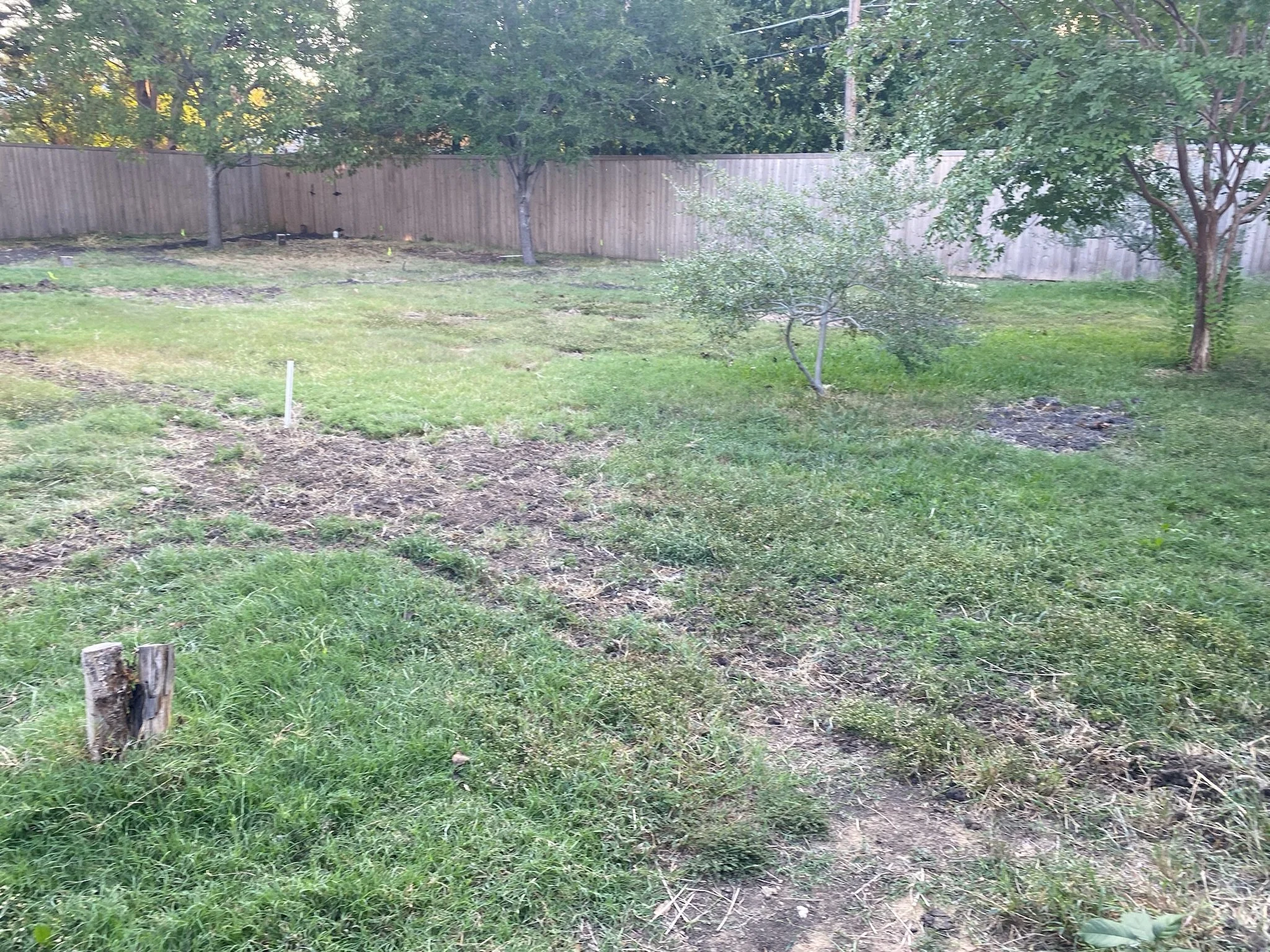 Before: full lawn renovation needed in Dallas TX
