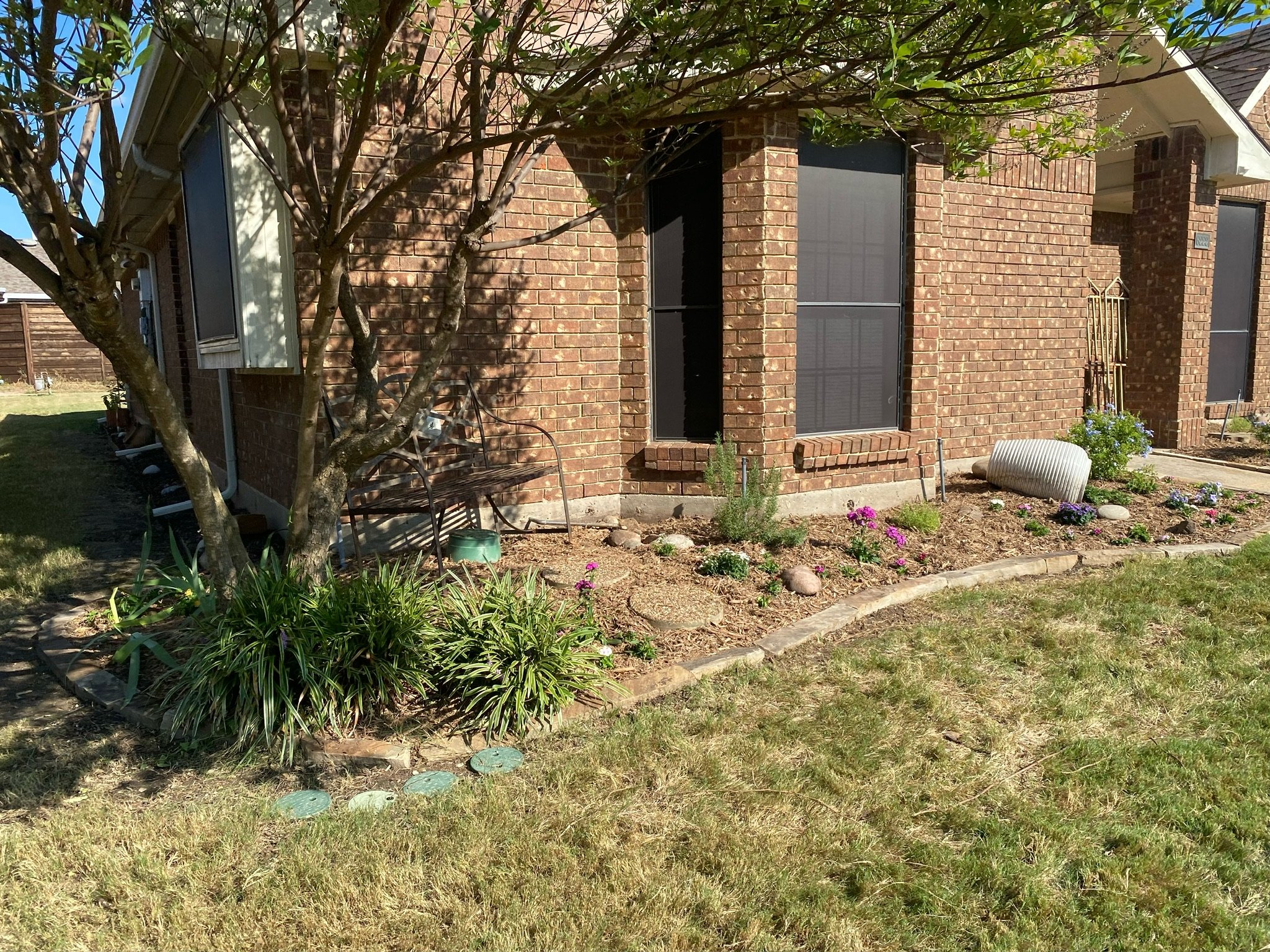 After photo of a renovated garden bed with native perennial plantings and mulch in Garland, TX.
