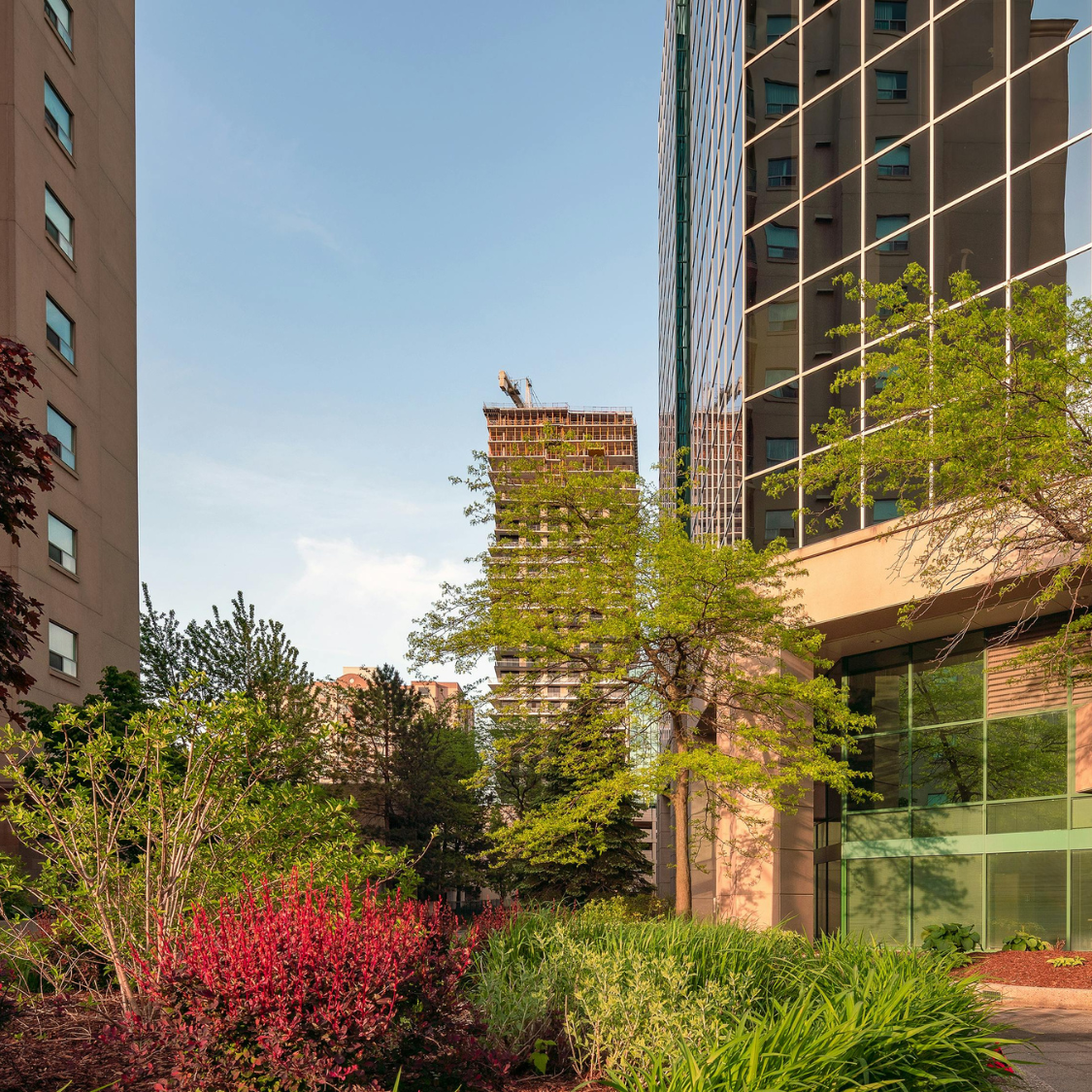 Commercial Shrub Pruning Rowlett TX