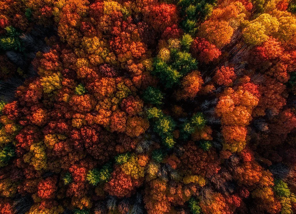 An aerial view of a dense forest with trees displaying vibrant autumn colors including red, orange, yellow, and green.