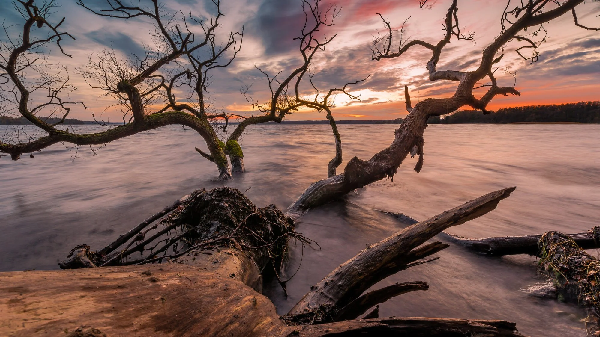 A sunset over a body of water with bare, moss-covered trees in the foreground, partially submerged in the water.