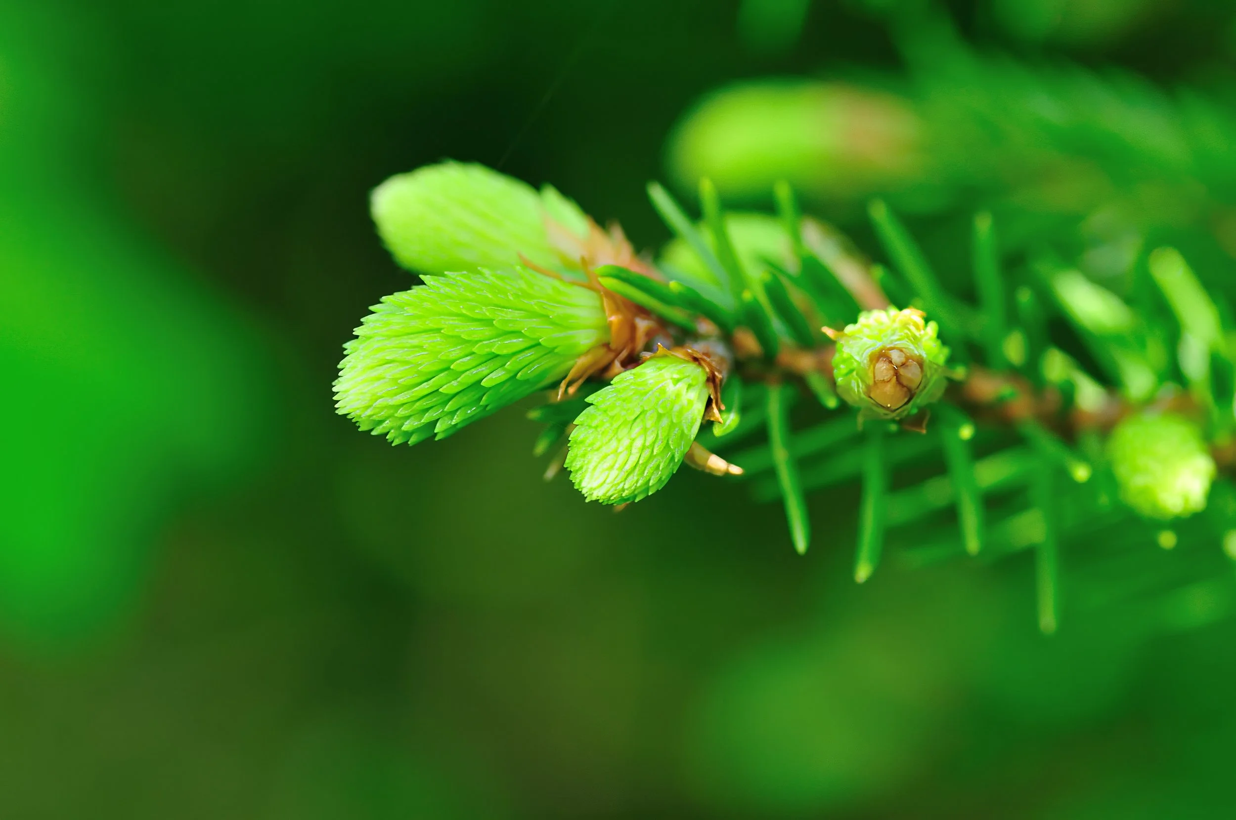 Close-up of bright green pine cone buds on a pine tree branch surrounded by green needles.