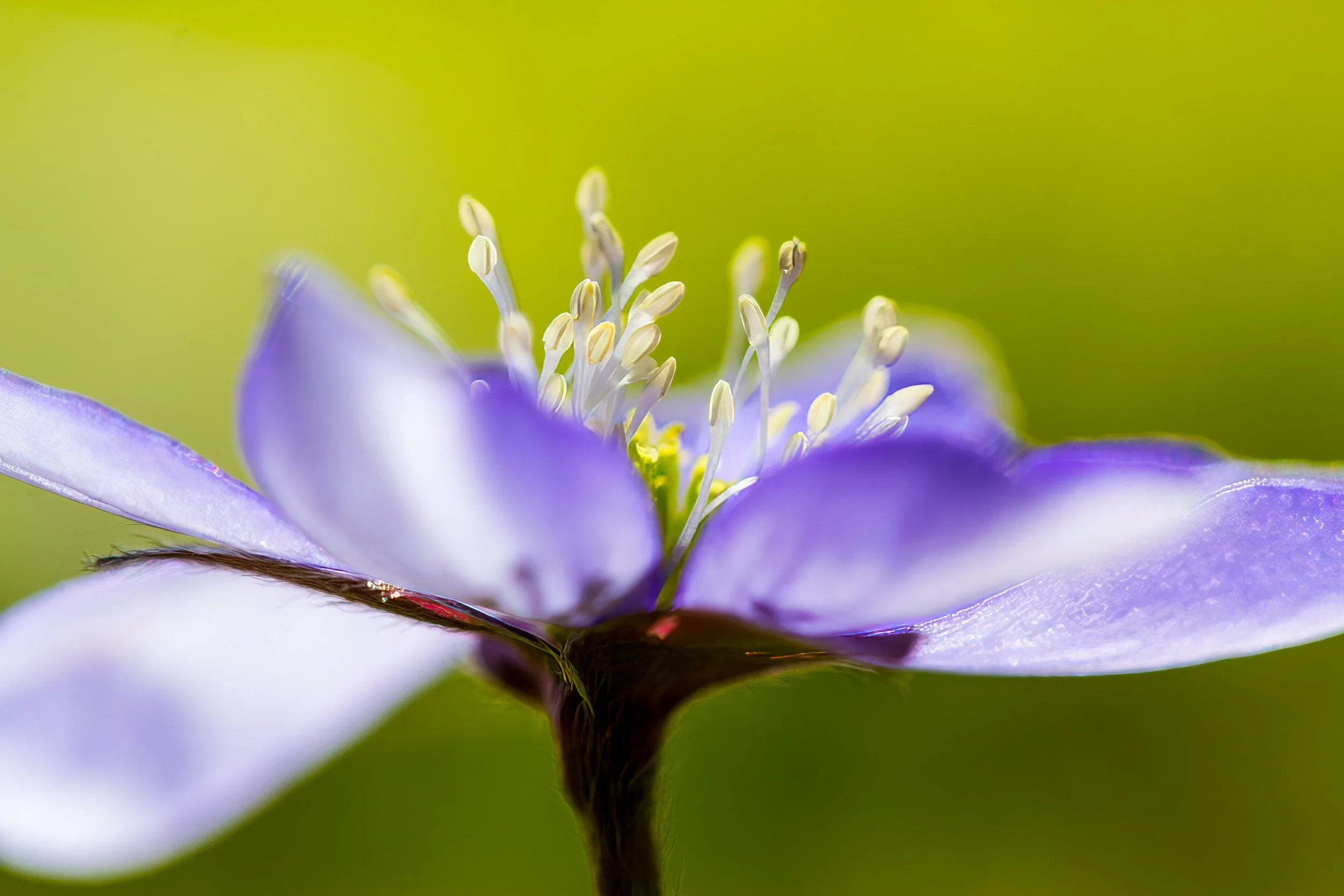 Close-up of a purple and white flower with slender white stamens against a blurred green background.