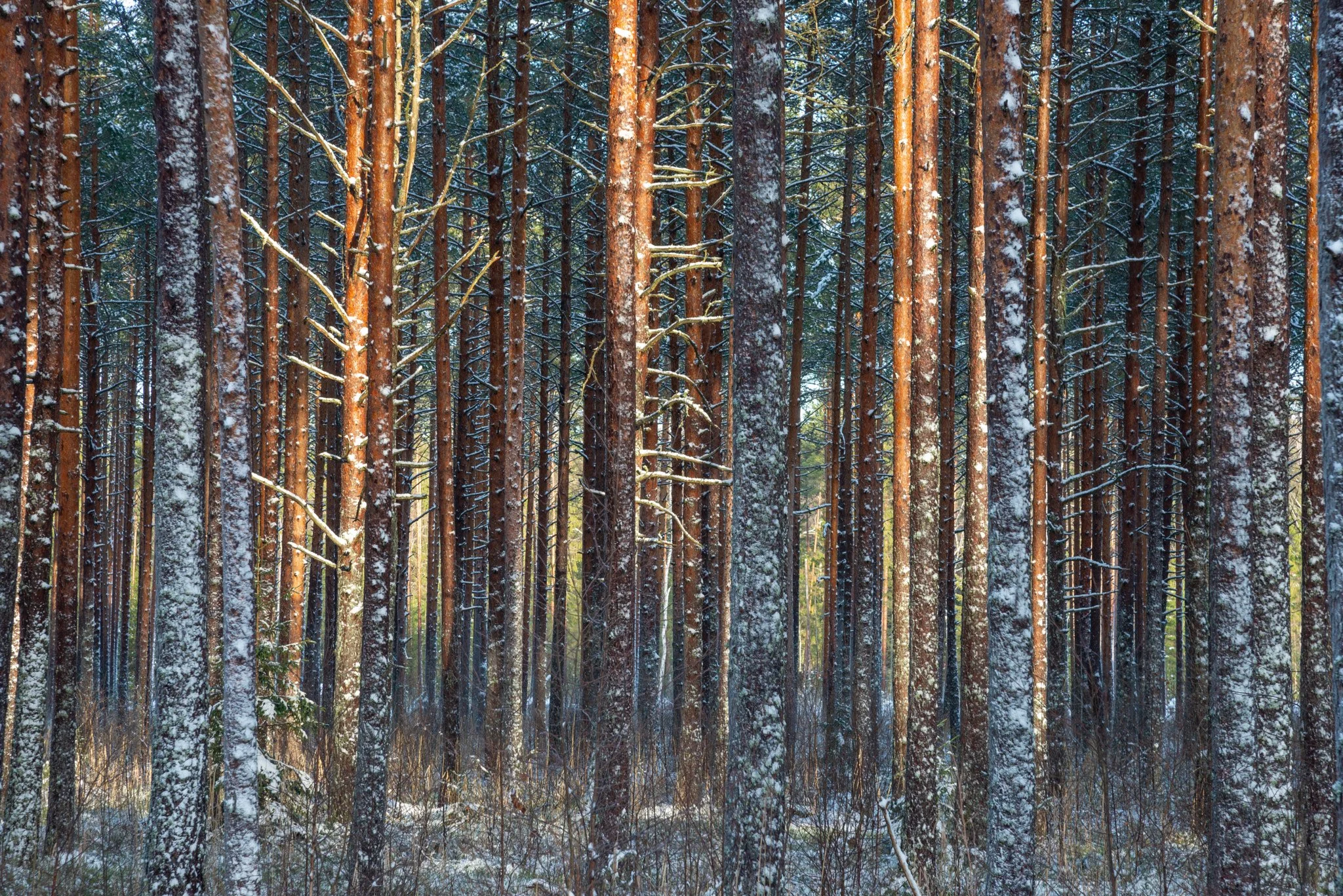 A dense forest of tall pine trees with snow on the ground and on some branches, sunlight filtering through the trees.