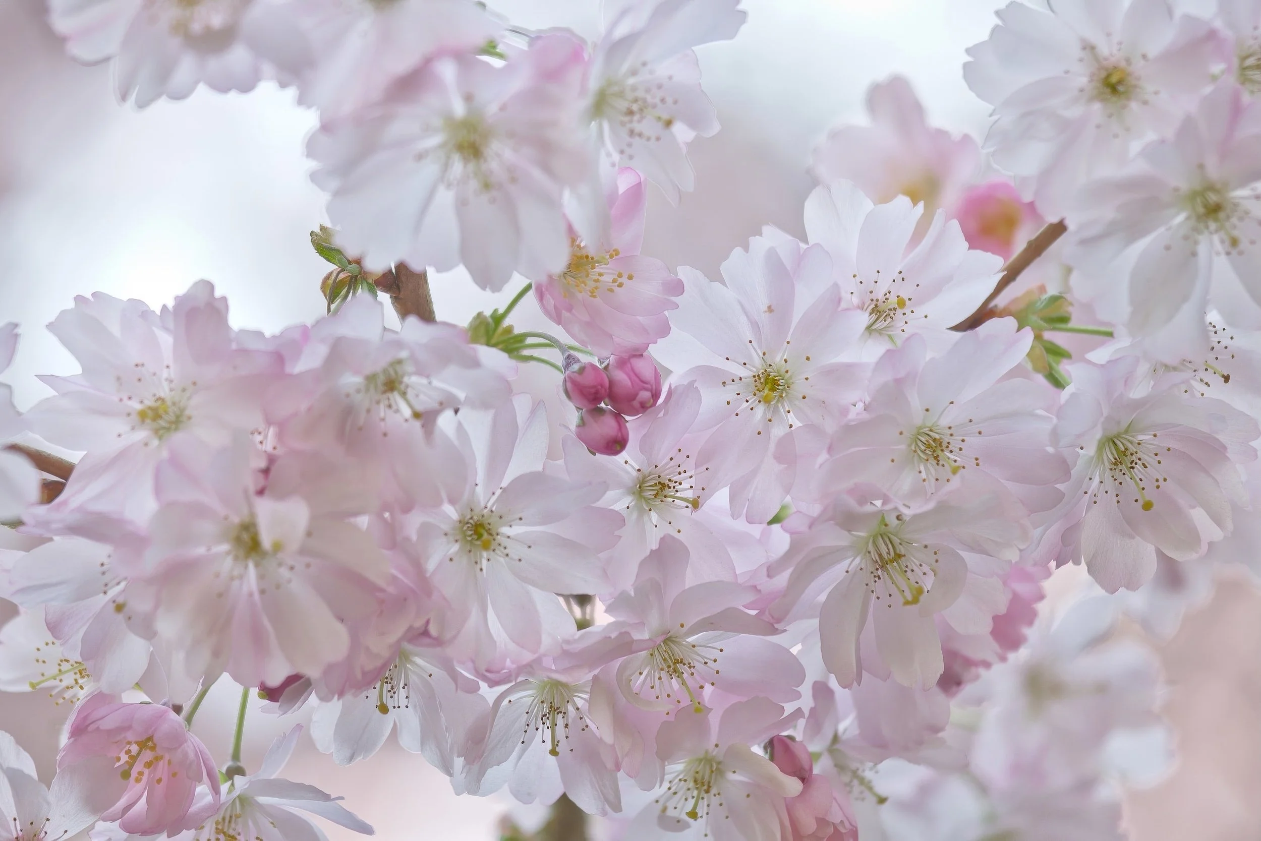 Close-up of pale pink cherry blossoms on a branch with some buds, against a soft blurred background.