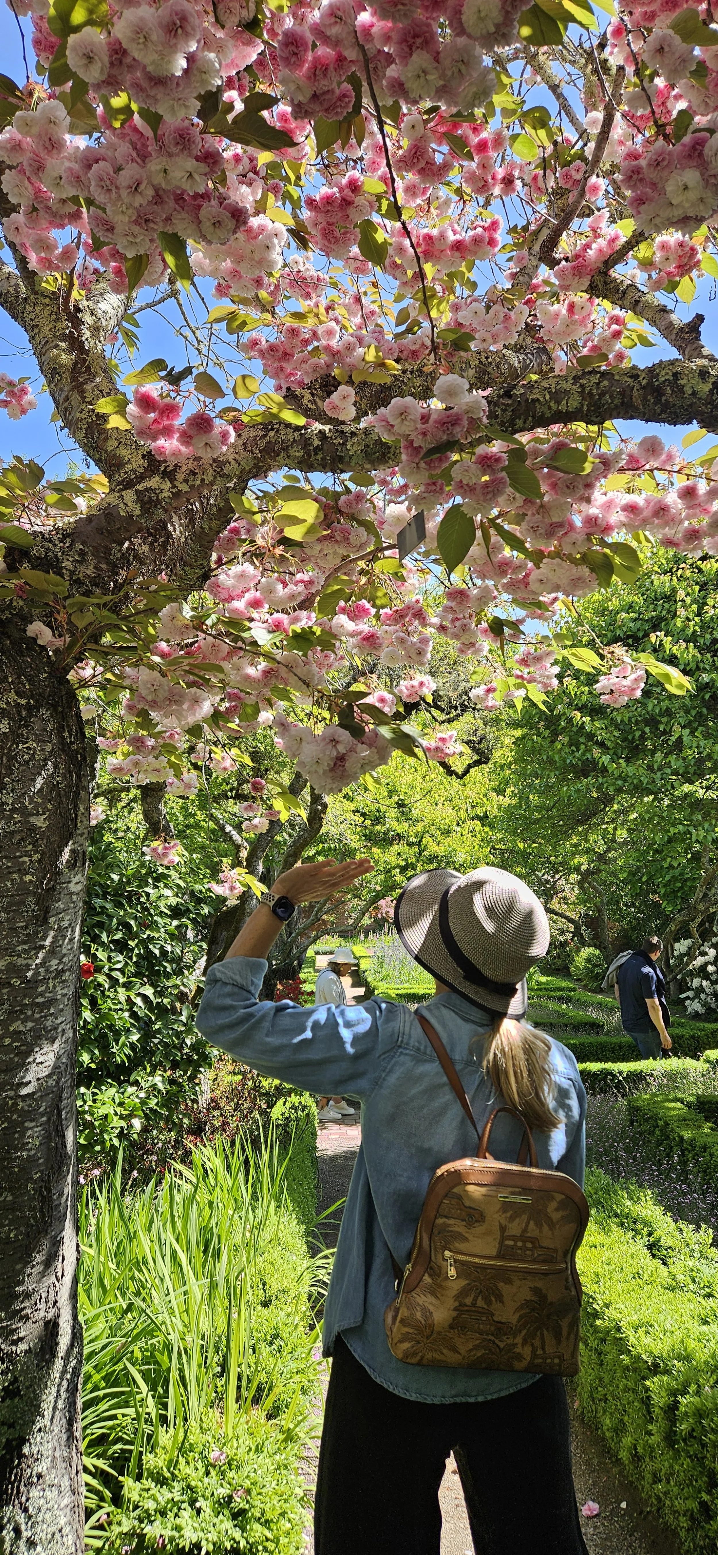 A woman wearing a hat and denim jacket observes blooming pink cherry blossoms in a lush garden on a sunny day.