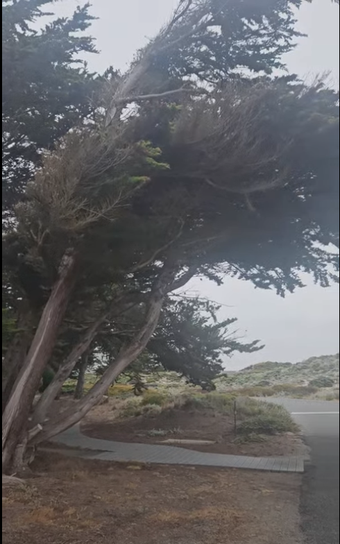 A large tree leaning at an angle over a sidewalk in a park or natural area during overcast weather.