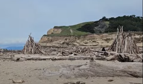 Driftwood and logs on a sandy beach with cliffs and trees in the background.