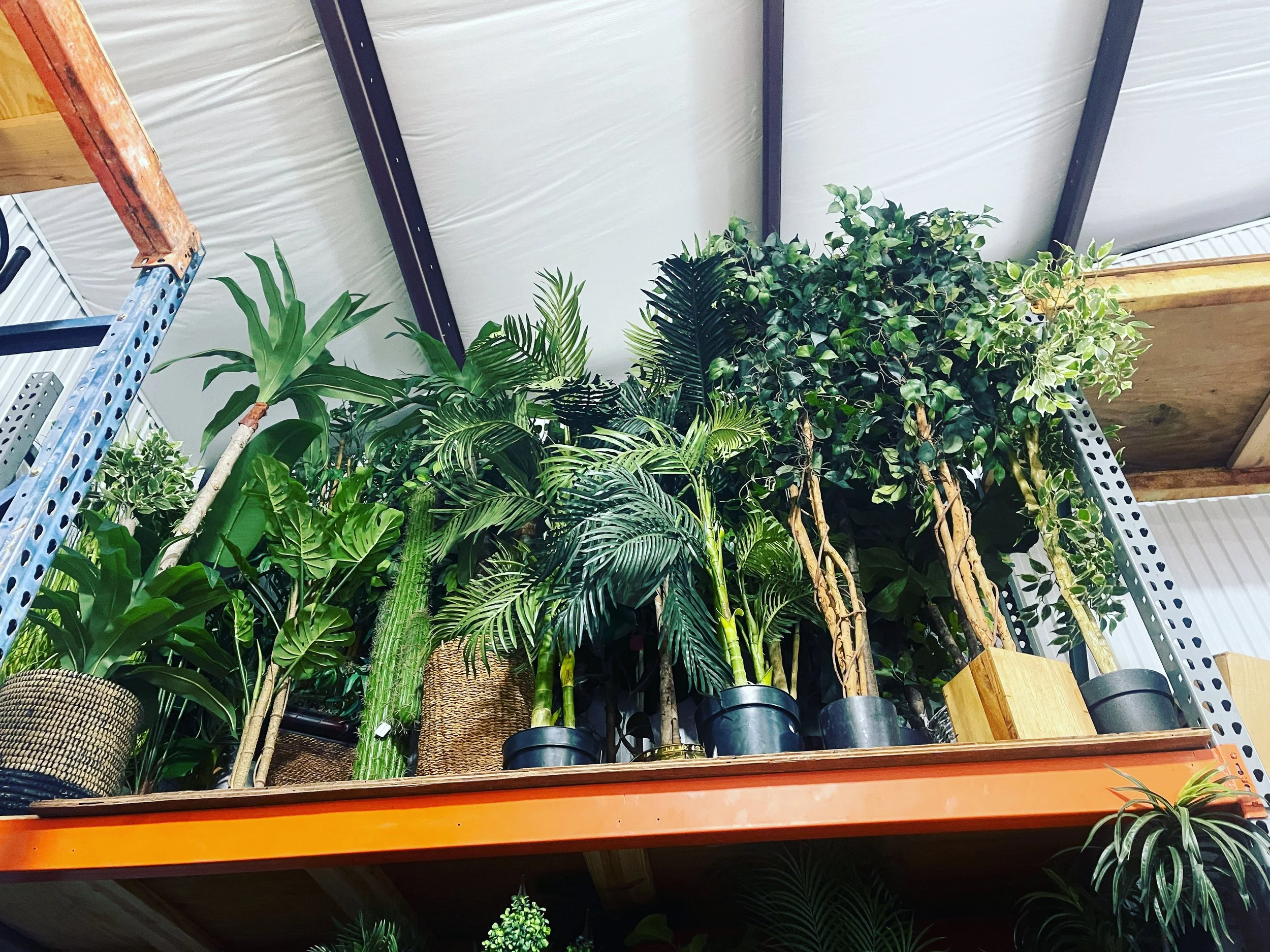 Various potted green plants displayed on a warehouse shelf, including a tall leafy plant with twisting stems and a basket-wrapped plant, with metal shelving and a wooden shelf in the background.