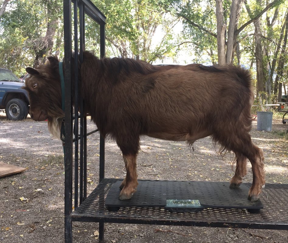 A profile image of NOALL'S ARK ST ANDRE. He is an ADGA Nigerian Dwarf goat buck with a dark chocolate coat pattern and is standing on a milking stand with trees in the background.