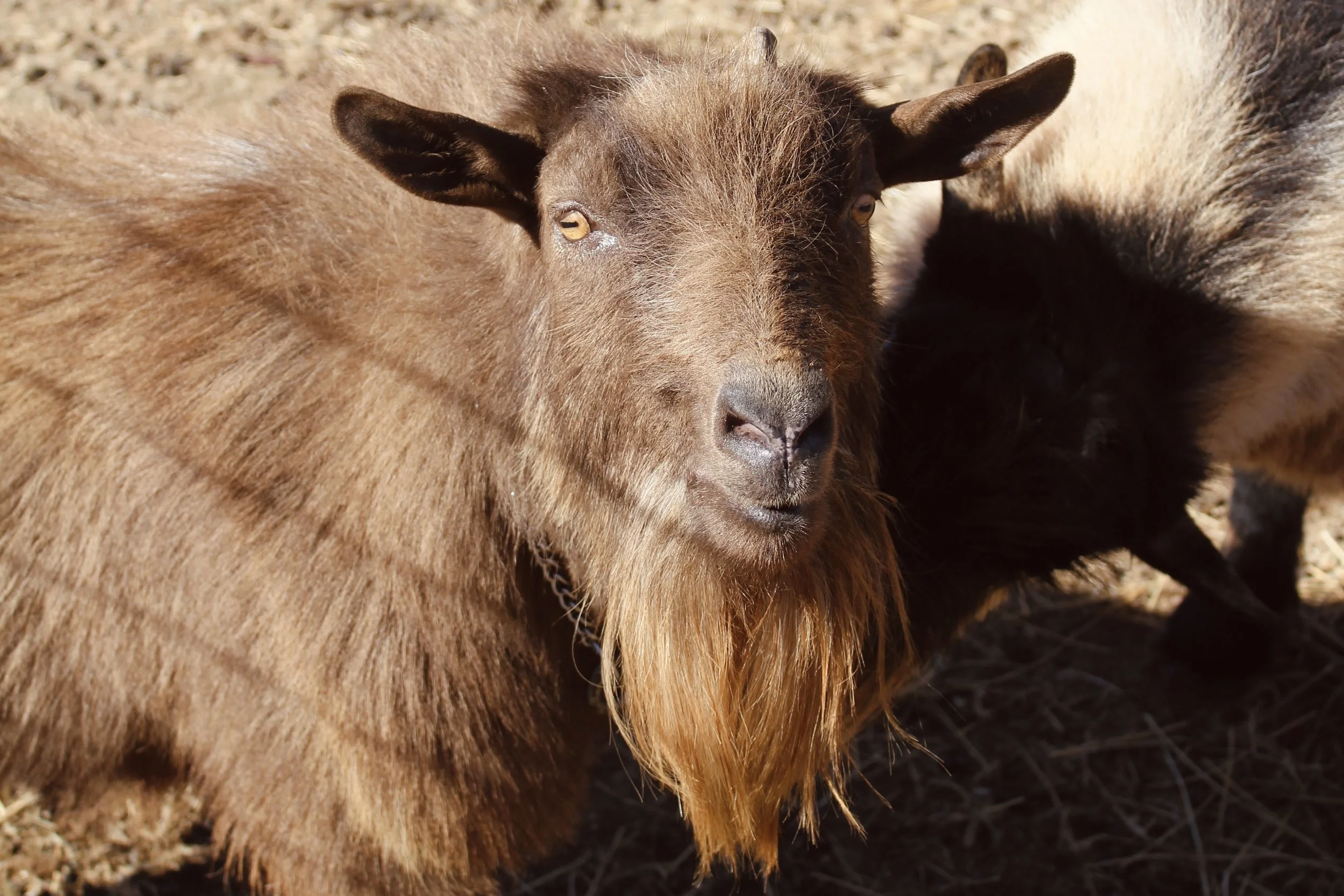 NOALL'S ARK A MUDDY aka Muddy. He is an ADGA Nigerian Dwarf goat buck with a solid chocolate coat and a long beard.