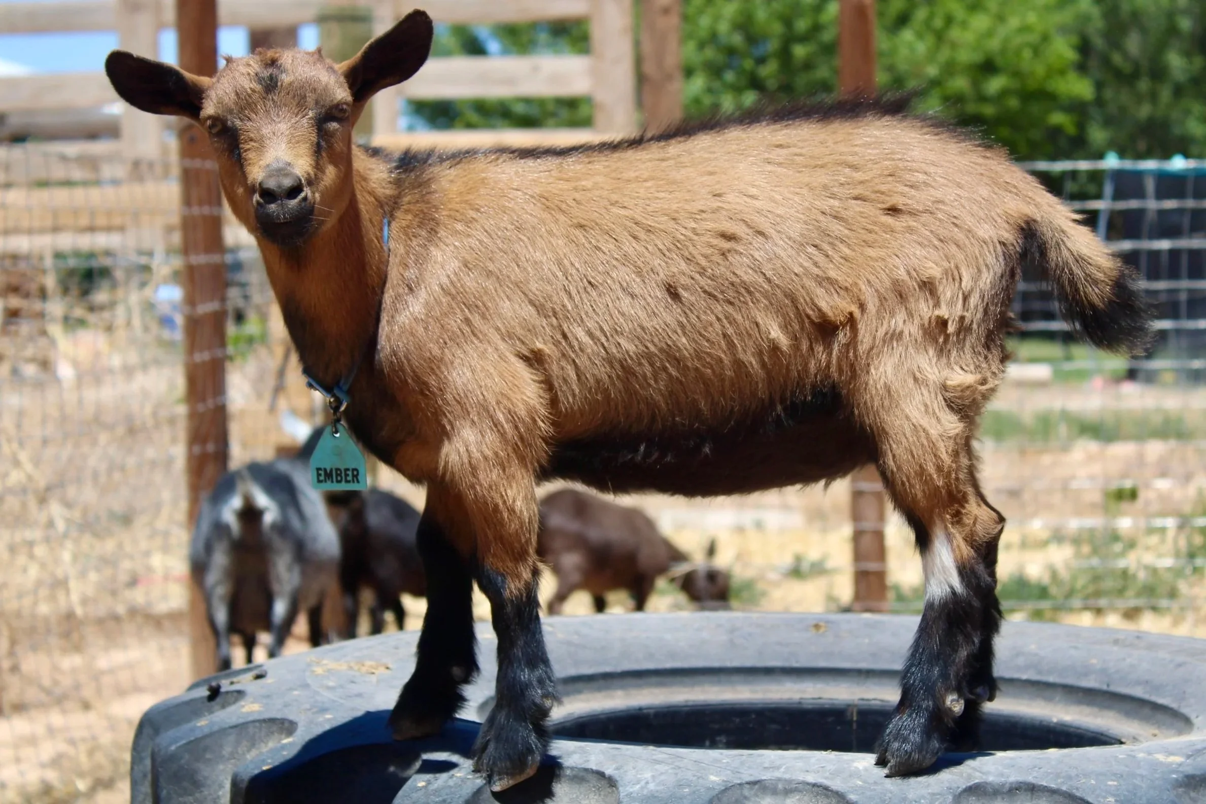 Ember (Rising Light Ranch Untamed). She is an ADGA Nigerian Dwarf doe with a classic chami coat and is standing on a large tire looking at the camera.