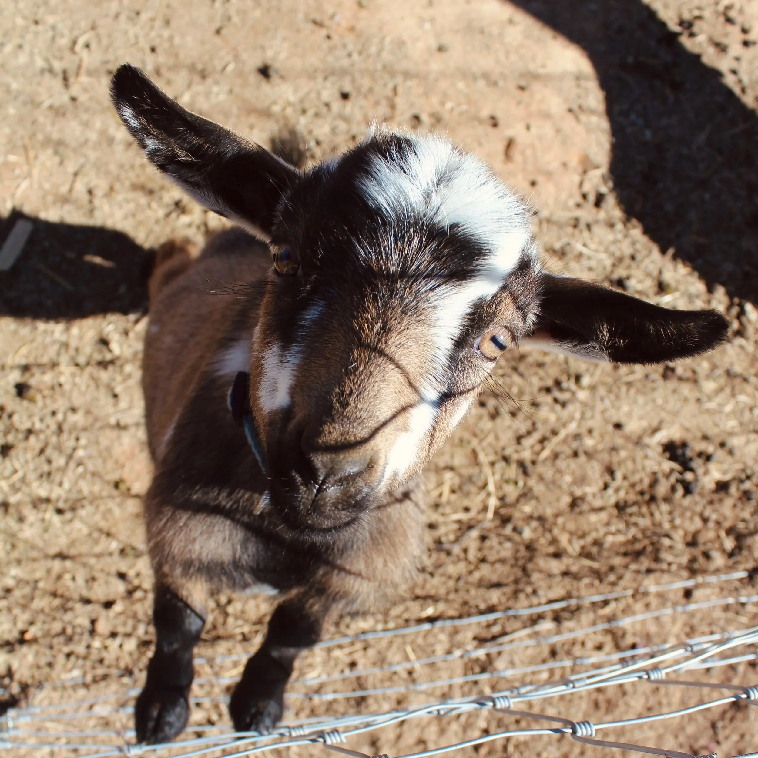 Close-up of a young Kevin, who is a Nigerian Dwarf wether with a chami coat pattern with minimal white. He has his front hooves on a wire fence and is looking up at the camera.