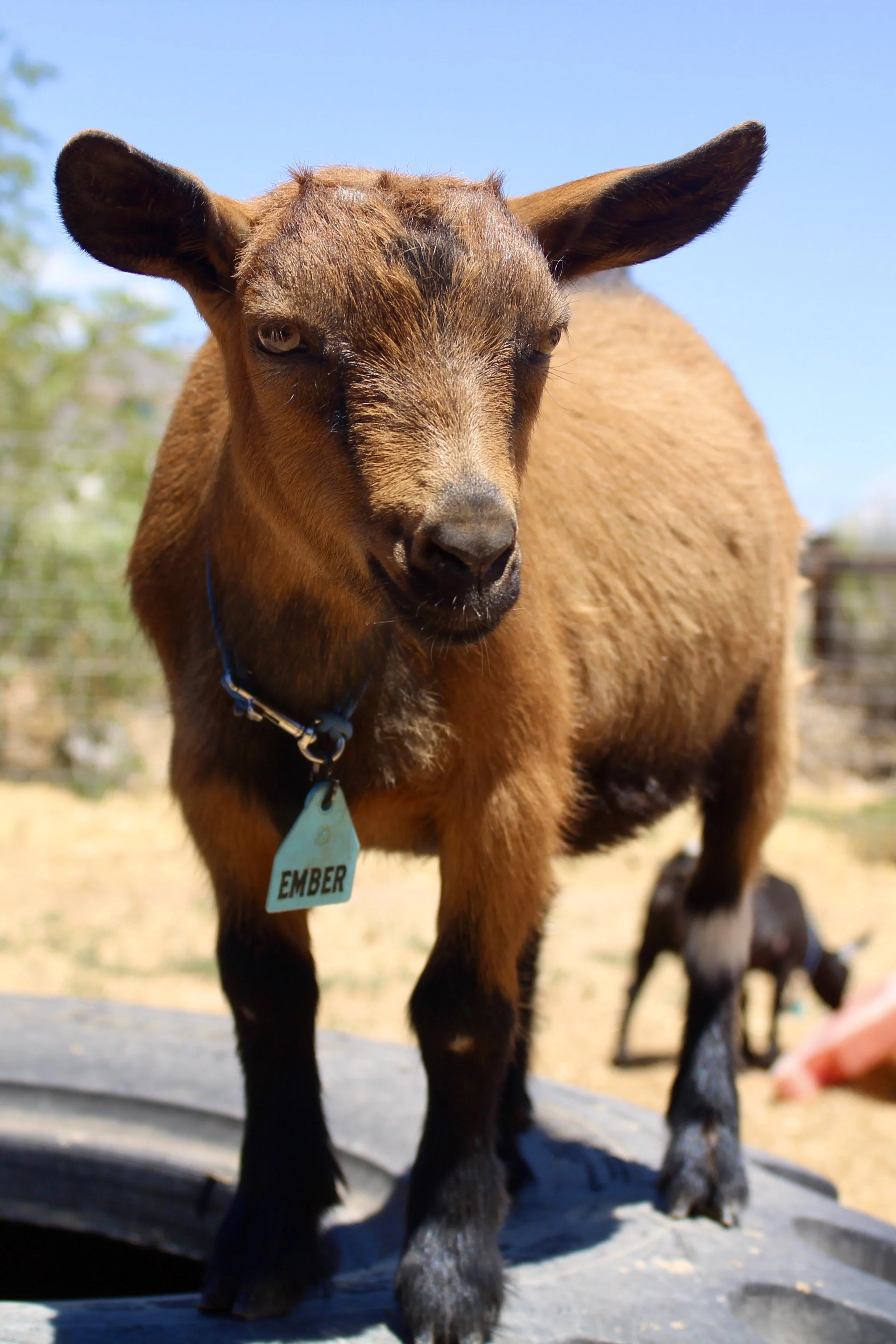 "Ember" (Rising Light Ranch Untamed). She is an ADGA Nigerian Dwarf doe with a classic chami coat. She is standing in the sun, looking past the camera.