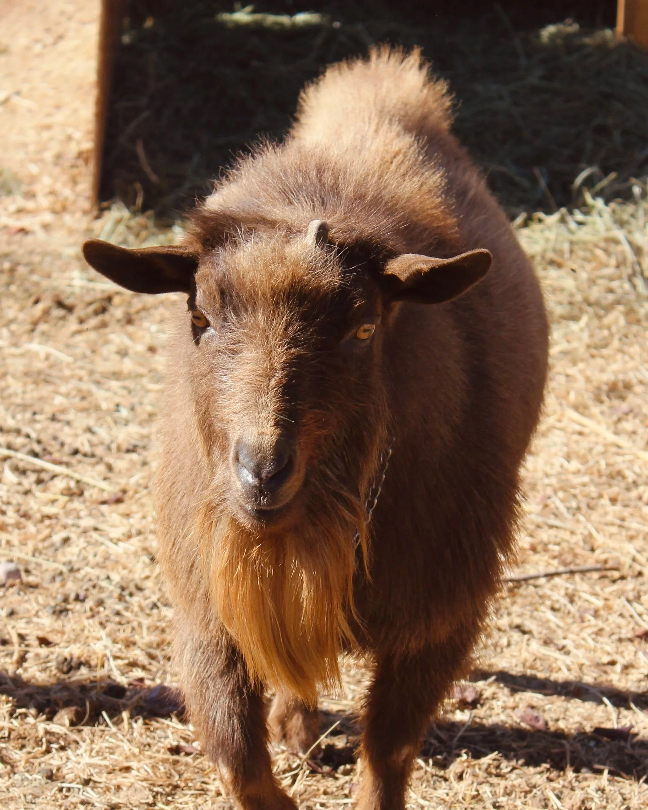 Image shows NOALL'S ARK A MUDDY. He is an ADGA registered Nigerian Dwarf buck. His coat is chocolate. He has gold eyes and is disbudded, though he does have scurs