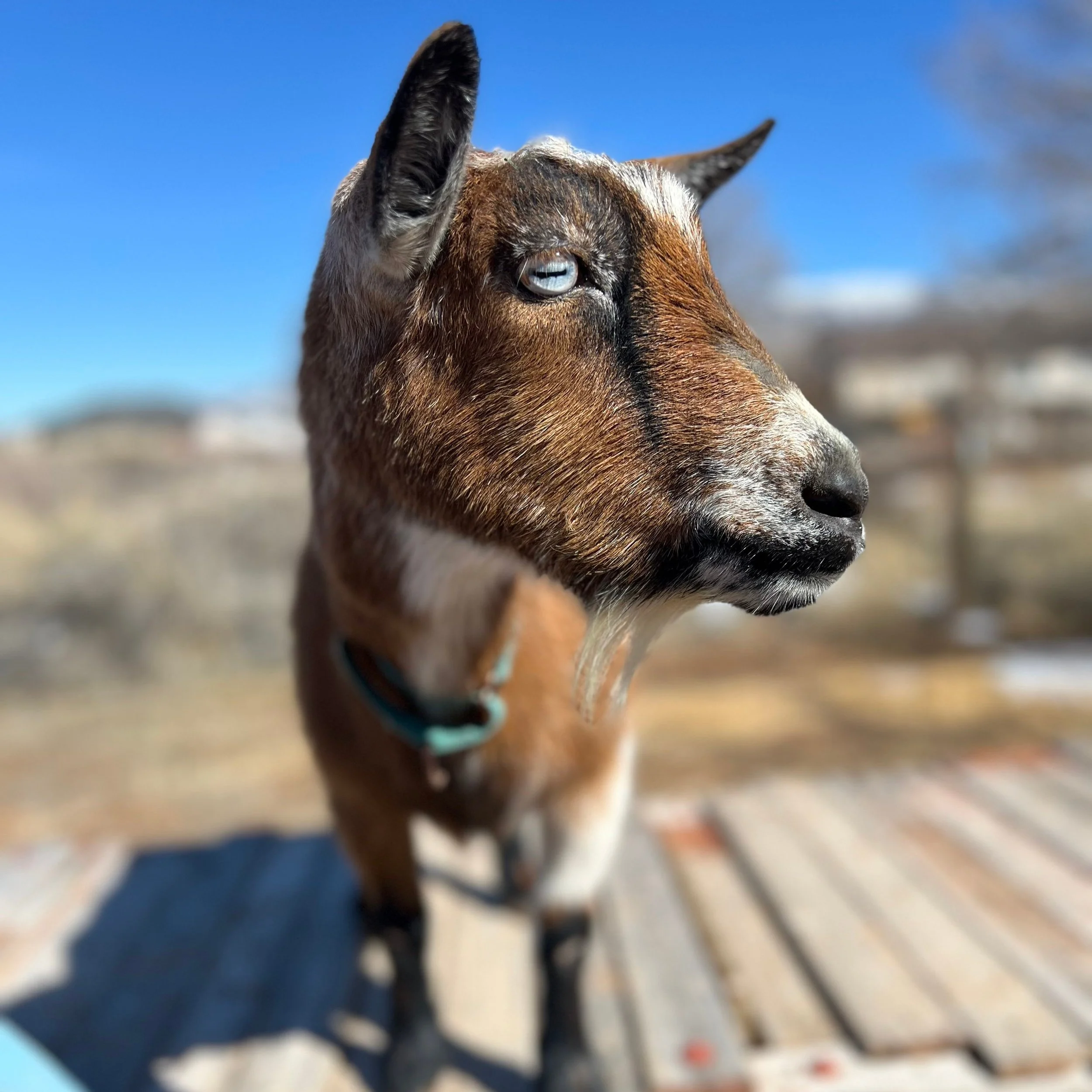 Close-up of RISING LIGHT RANCH CALYPSO aka Jessie. She is an ADGA Nigerian Dwarf goat with blue eyes, brown fur, and a mountain landscape background on a sunny day.