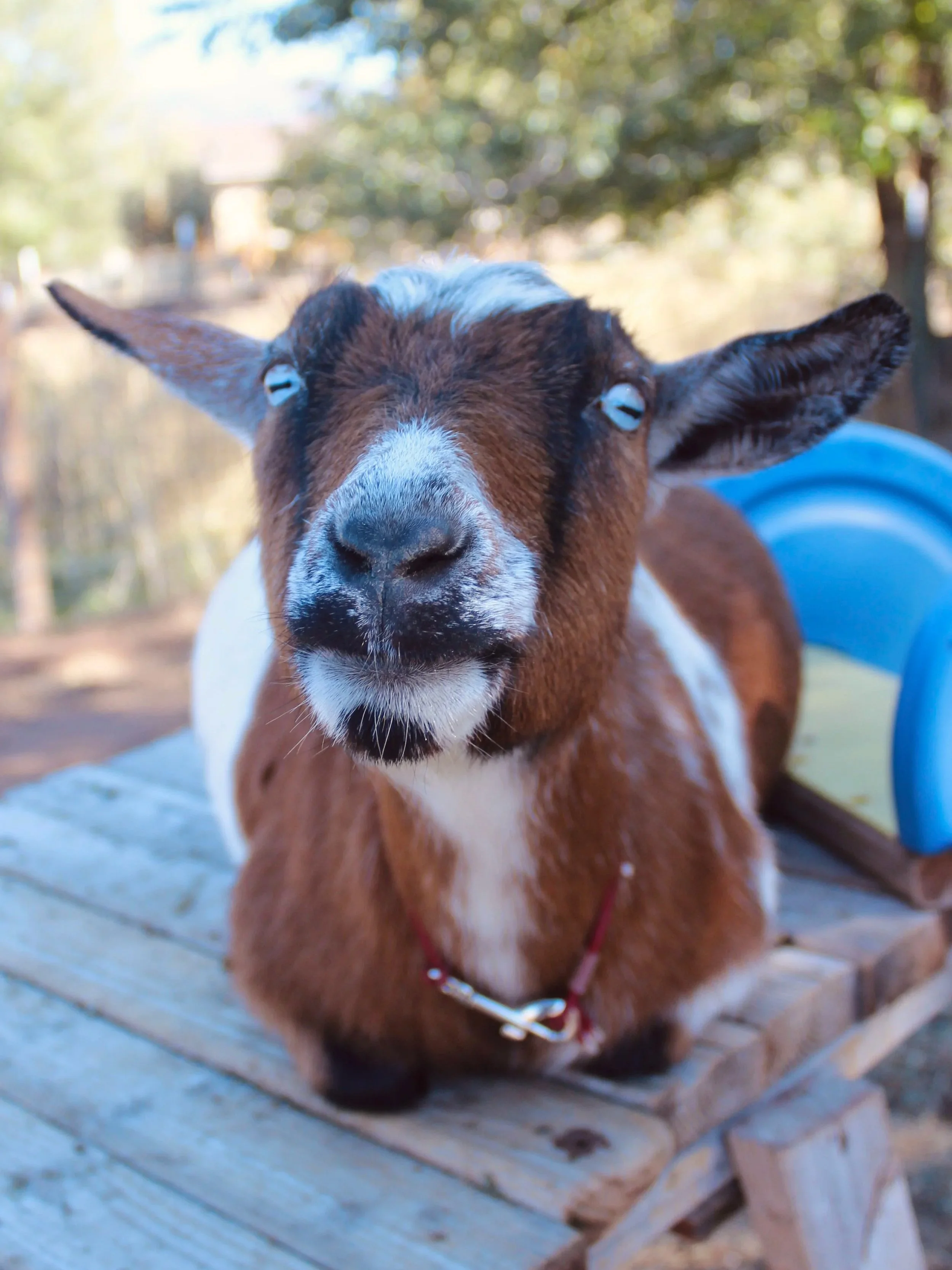 Image shows RISING LIGHT RANCH CALYPSO. She is an ADGA registered Nigerian Dwarf doe. Her coat color is chamiosee with random white and frosted ears and muzzle. She has blue eyes and is disbudded.
