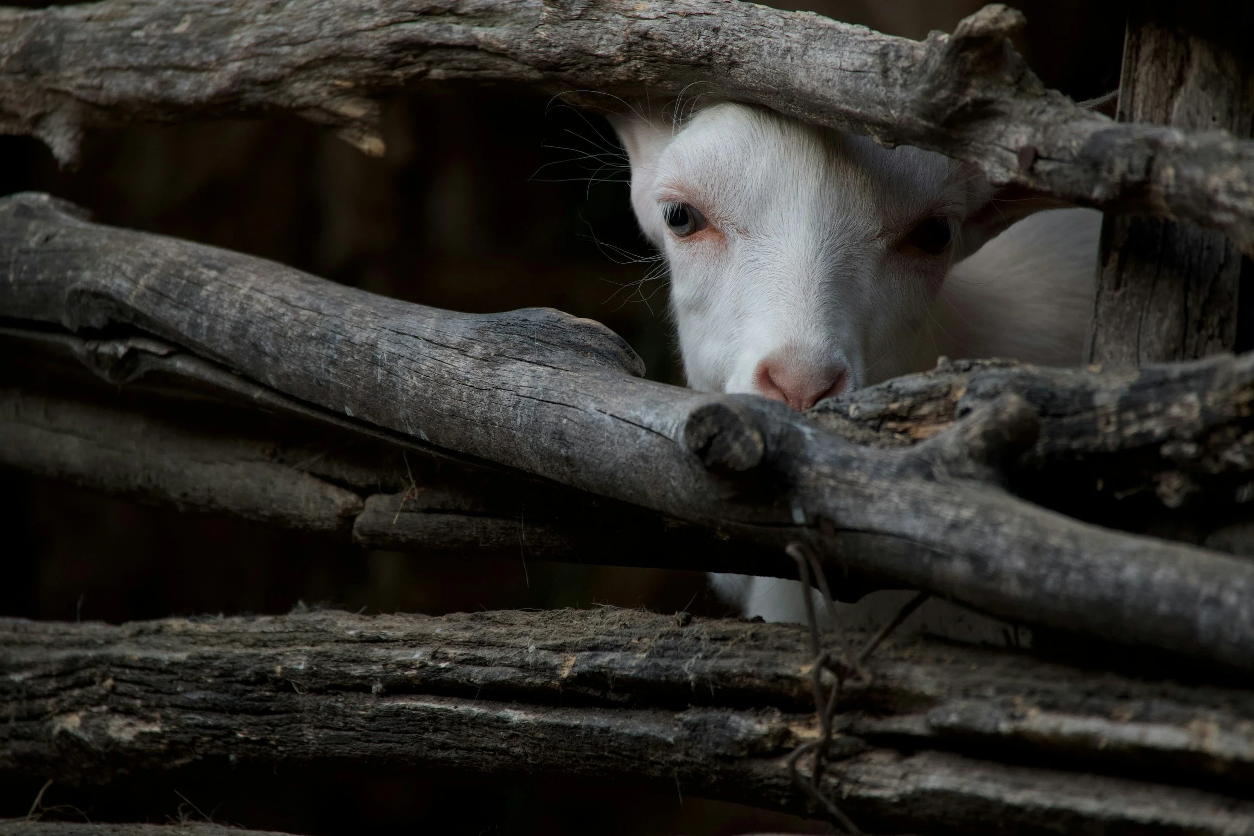 A close-up of a white goat peeking through wooden logs or branches.