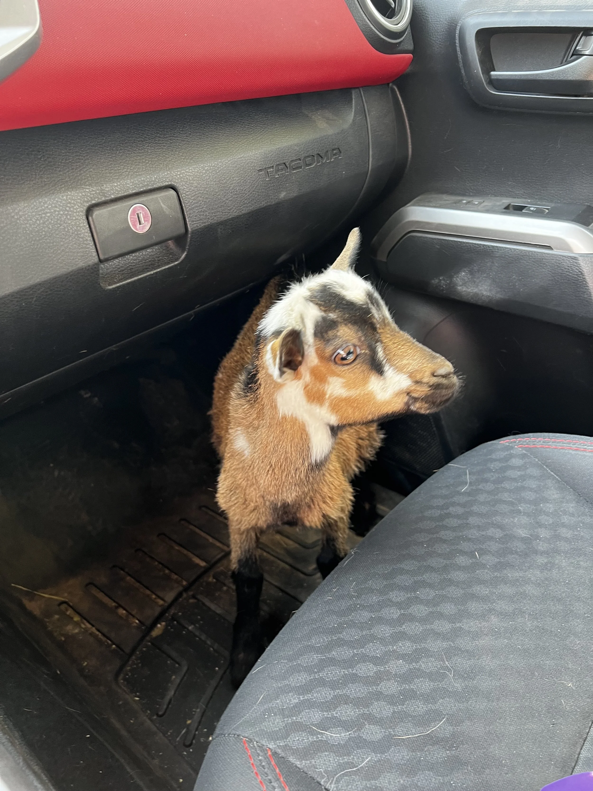 A young Kevin, who is a Nigerian Dwarf goat wether with a chami coat pattern and random white, standing on the floor of the passenger seat of a vehicle on his way home after being adopted.