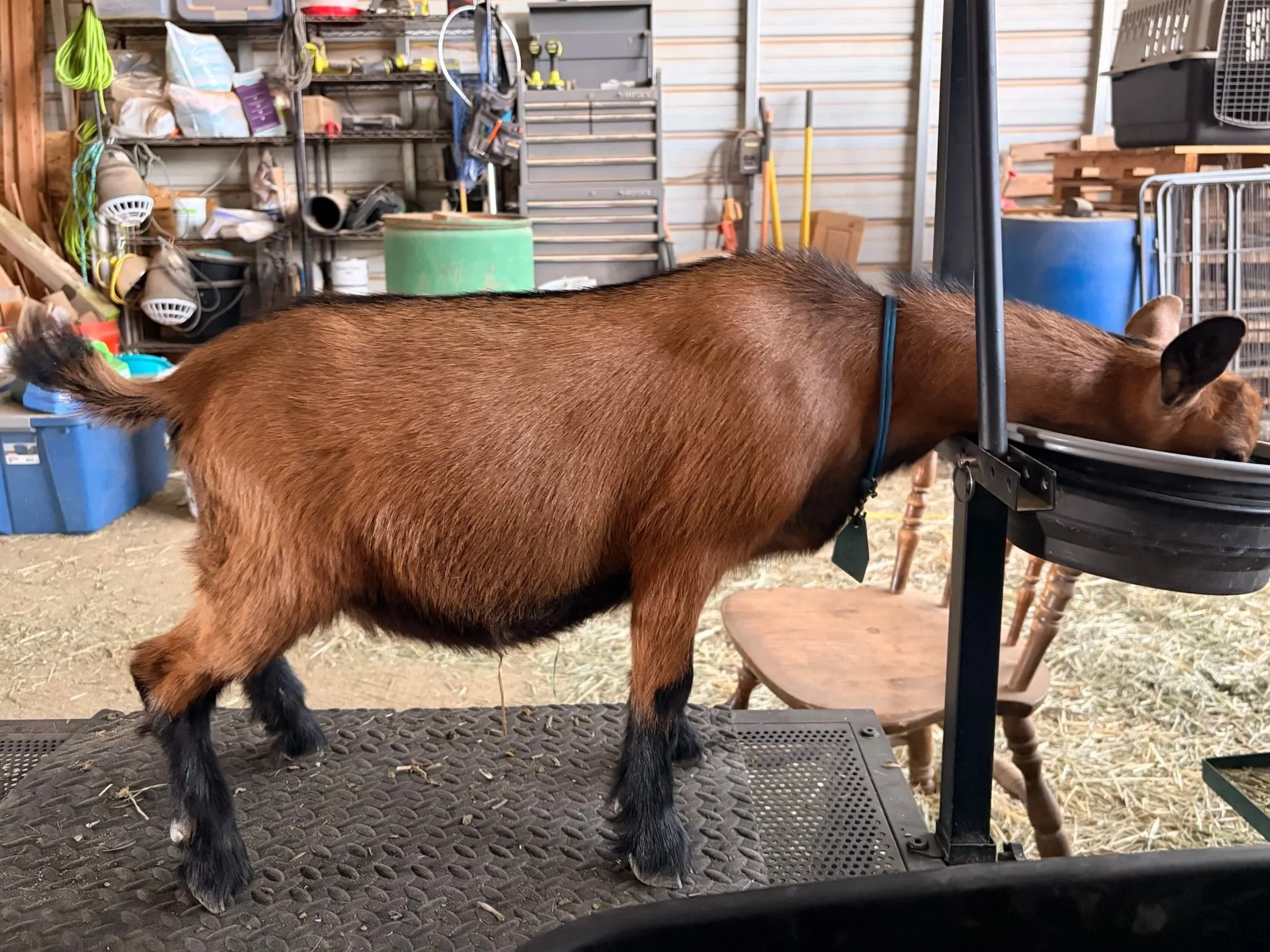 Ember (Rising Light Ranch Untamed). She is an ADGA Nigerian Dwarf doe with a classic chami coat and is standing on a milk stand eating grain.