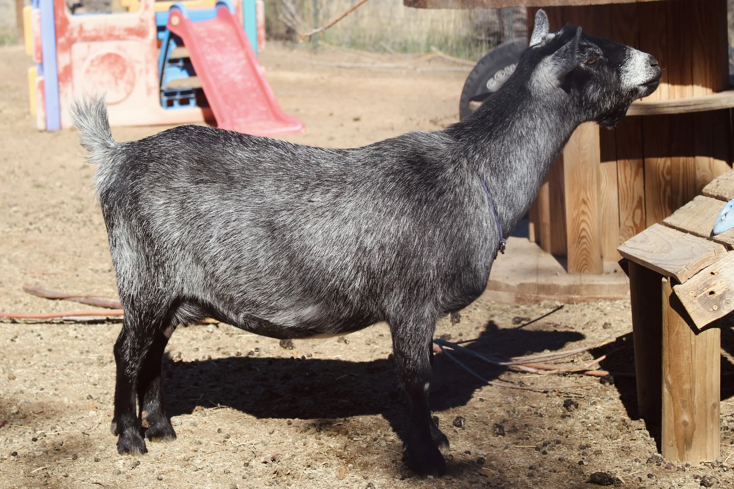 Profile image of RISING LIGHT RANCH SELENE aka Bo Bo. She is an ADGA Nigerian Dwarf doe goat with a black, roaned coat pattern and she is standing on dirt ground near a wooden structure.