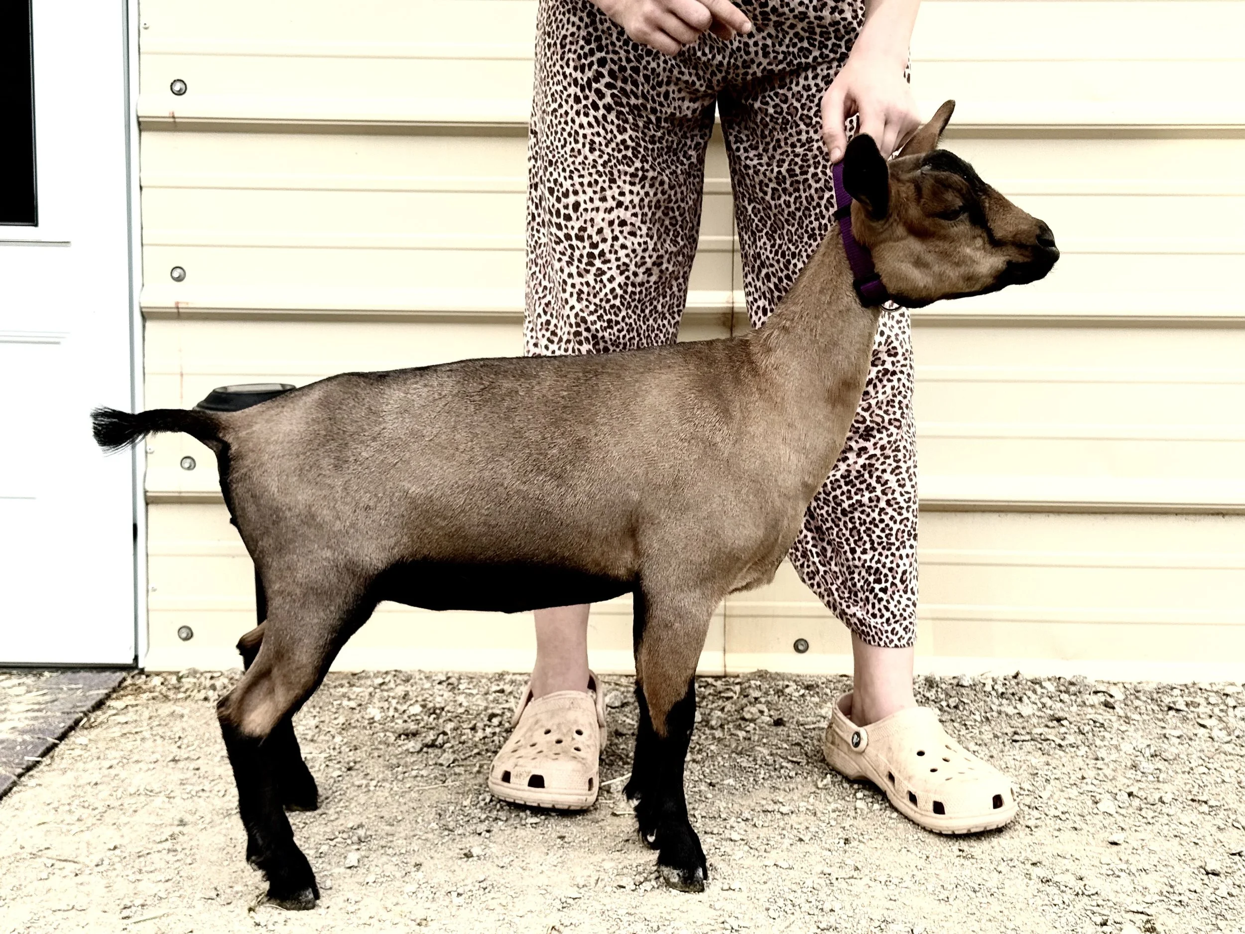 Profile image of a young CEDAR BROOKS RANCH HOWFARILLGO aka Riot. She is an ADGA Nigerian Dwarf goat doeling with a freshly shaved chami coat pattern. She is being held in a show stance by a person in leopard print pants.