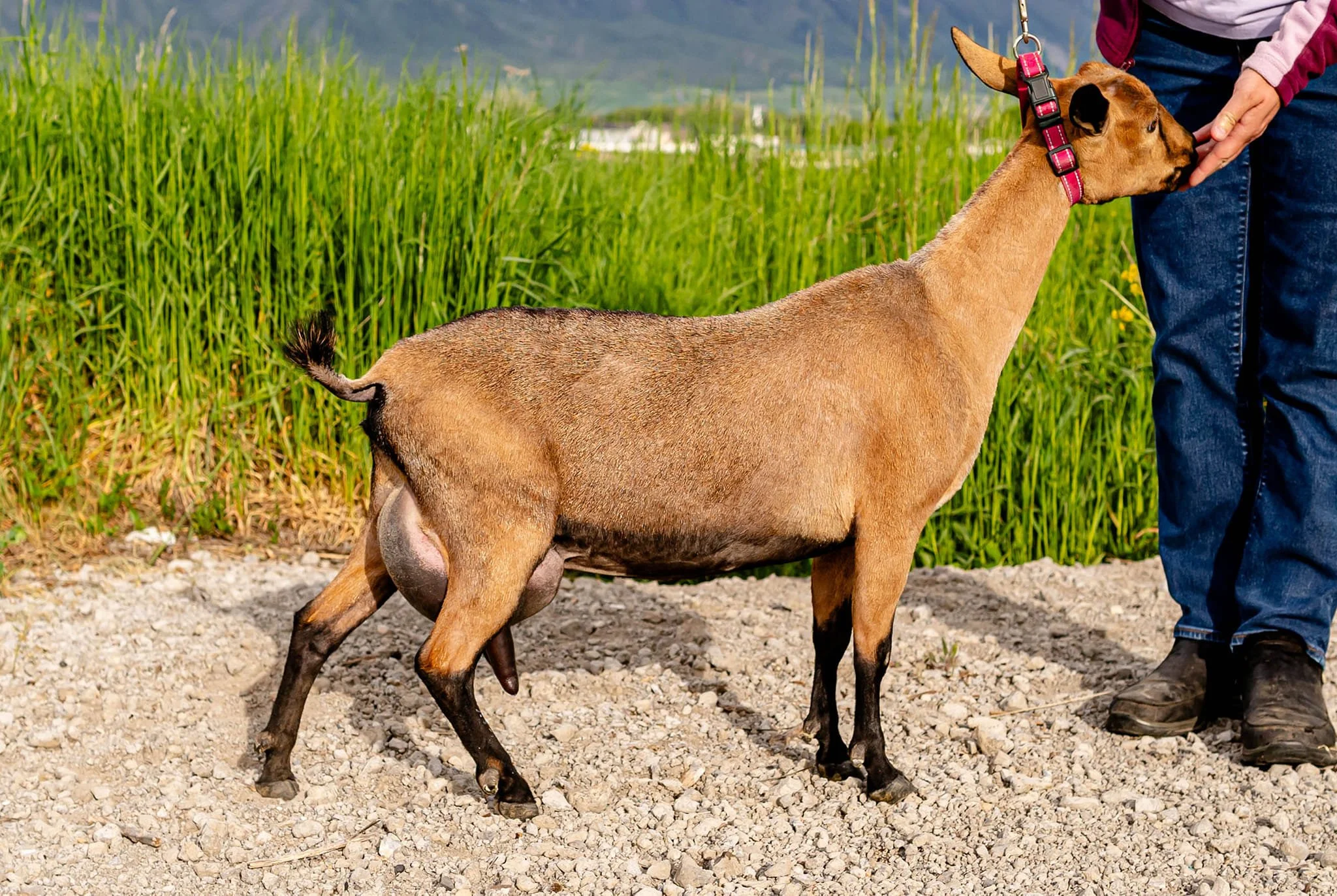 Profile image of AGAPE'S PRIZE UNDERRATED. She is an ADGA Nigerian Dwarf doe with a solid chami coat pattern. She is standing on gravel in front of some tall, green grass.