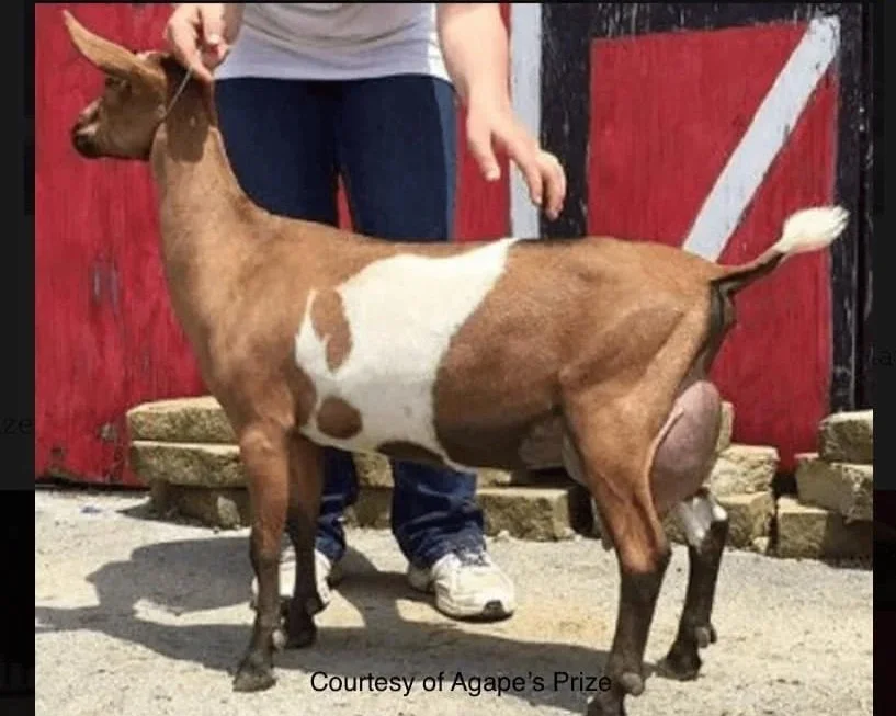 Profile image of WOOD BRIDGE FARM UNDERMINE. She is an ADGA Nigerian Dwarf doe with a chami coat pattern with random white. She is standing in front of a red barn.