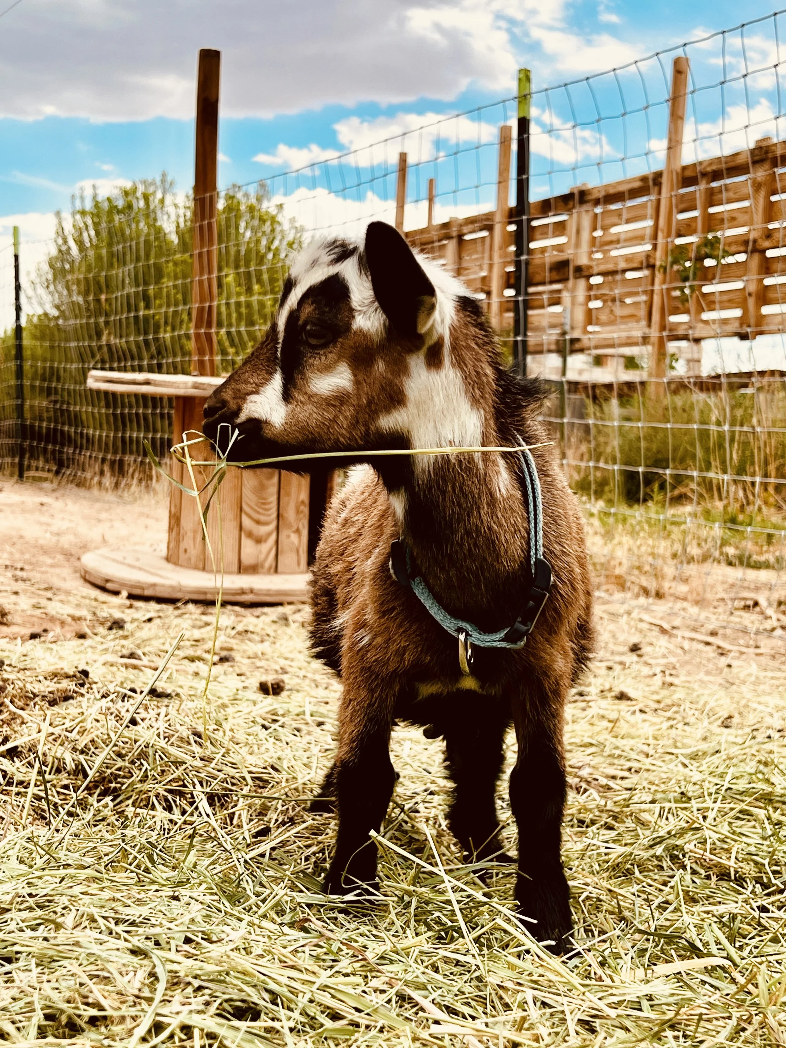 A young Kevin, who is a Nigerian Dwarf goat wether with a chami coat pattern and random white, standing on loose hay in an outdoor pen. He is looking to the left with blue sky and clouds in the background.