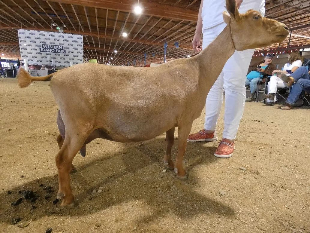 A goat standing on a dirt floor at the Western Idaho Fair, with a person partially visible behind it. There are people sitting and animals in the background.