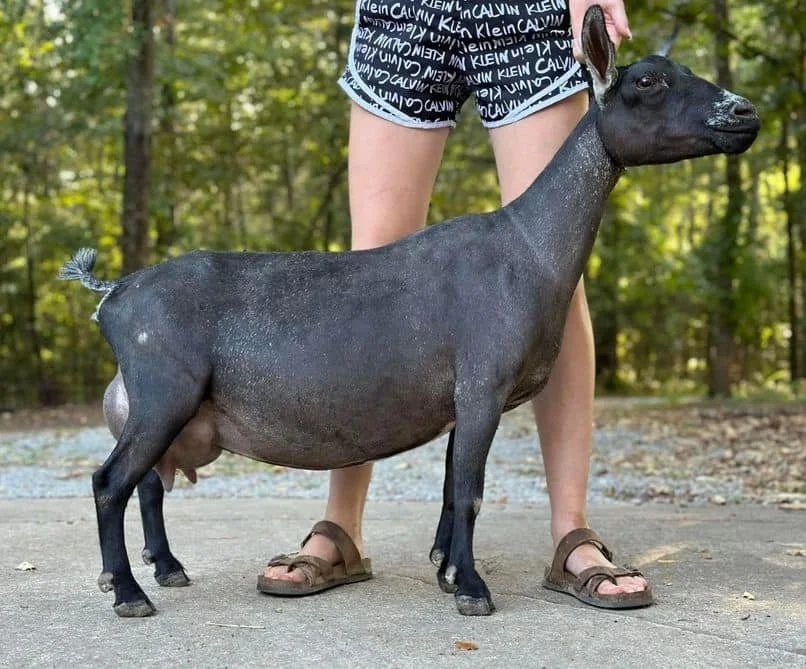Profile image of DREAHOOK DV GRACKLE. She is an ADGA Nigerian Dwarf doe with a black coat with frost on her tail, muzzle, and ears. She is standing in front of green trees with a person in shorts holding her collar.