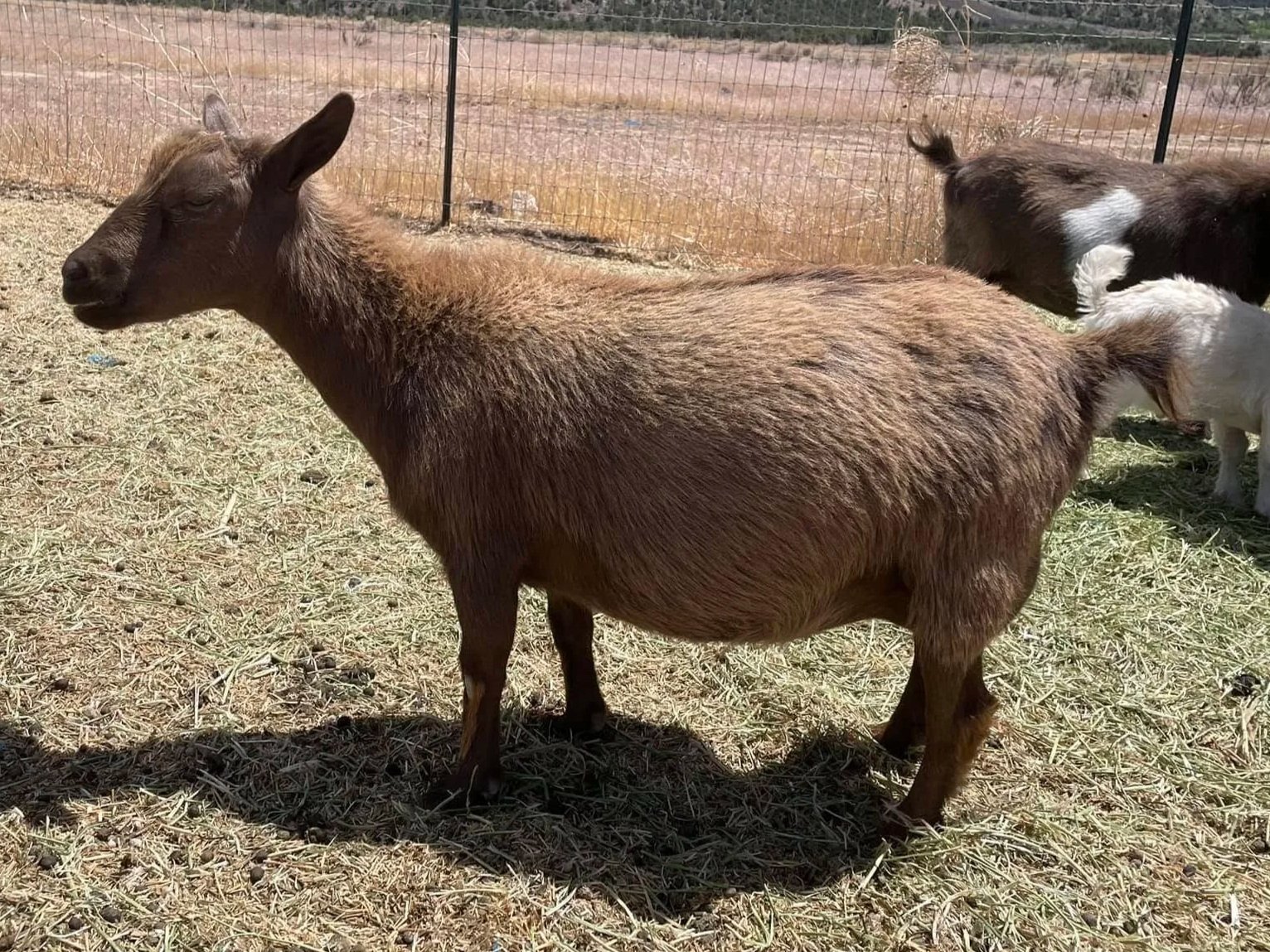 Profile image of CREAMERY CREEK PLUM PERFECT. She is an ADGA Nigerian Dwarf goat doe with a solid chocolate coat pattern and is standing on loose hay with a couple other goats and a wire fence in the background.