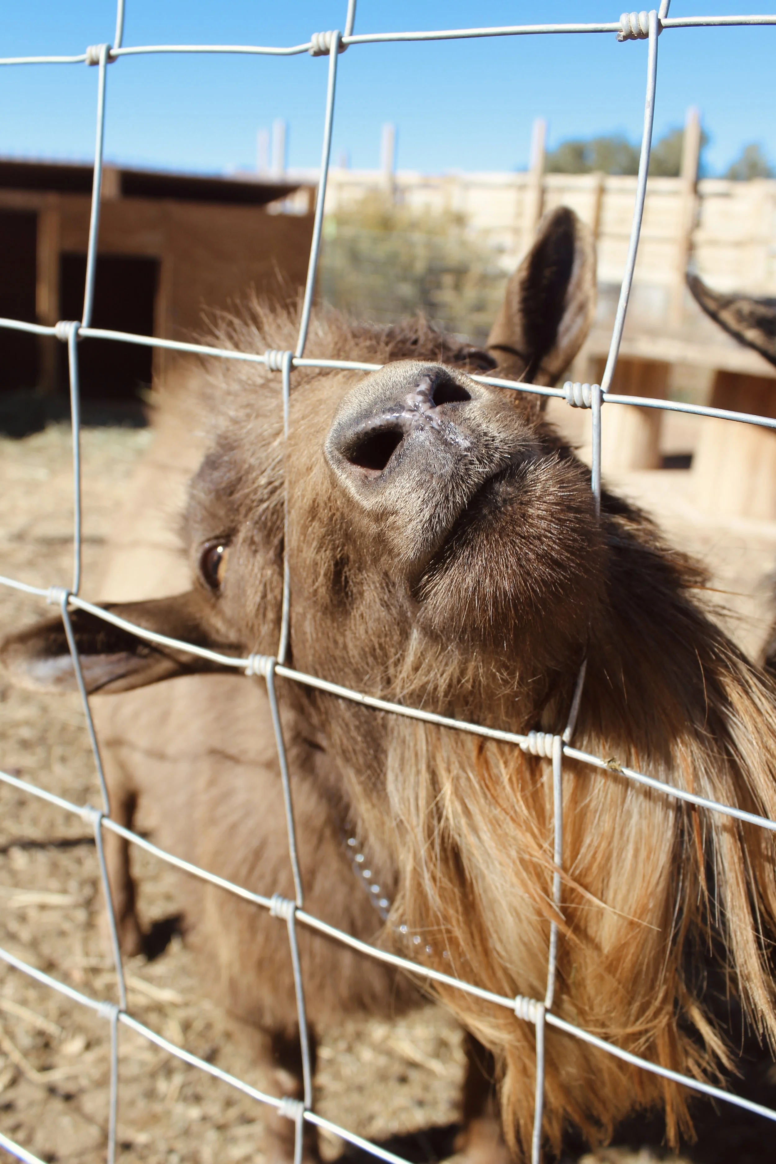 Close-up image of NOALL'S ARK A MUDDY aka Muddy. He is an ADGA Nigerian Dwarf goat buck with a solid chocolate coat pattern and a long beard. He is pushing his muzzle through a wire fence, asking for attention.